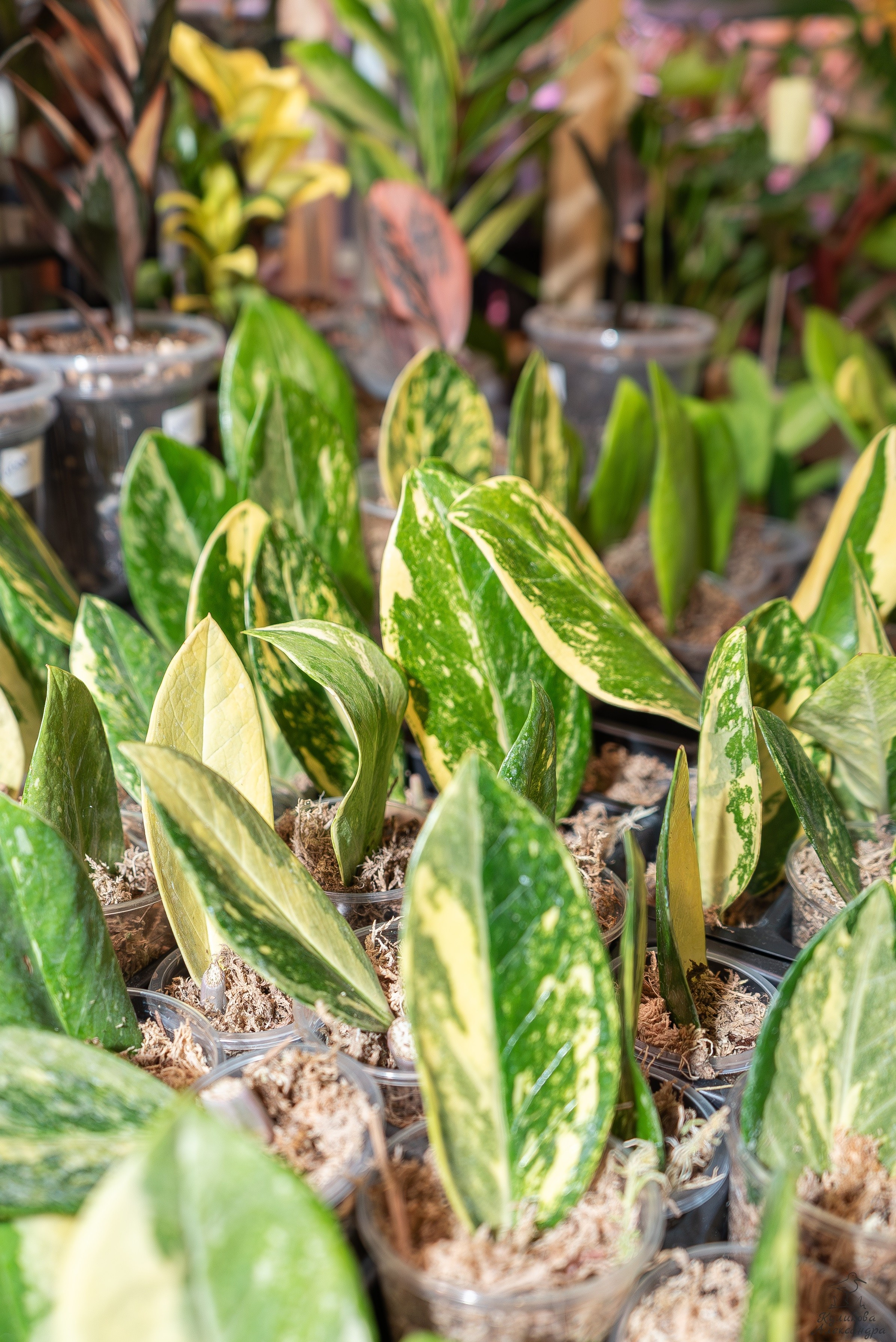 Гроубокс Артплей апрель. Александра Куликова фотограф, Москва