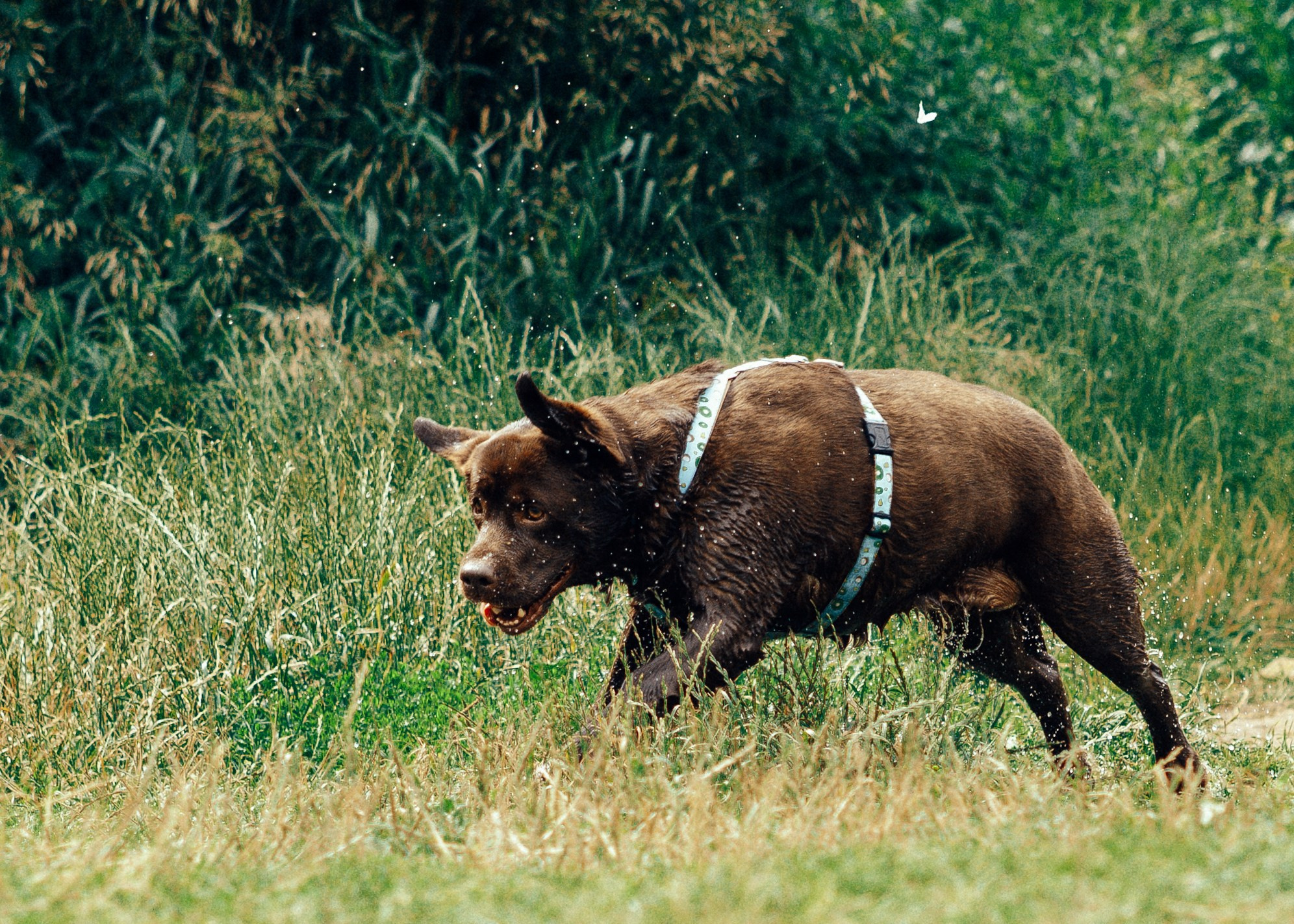 Вальда и Настя. Анна Самохина. Фотограф. Москва