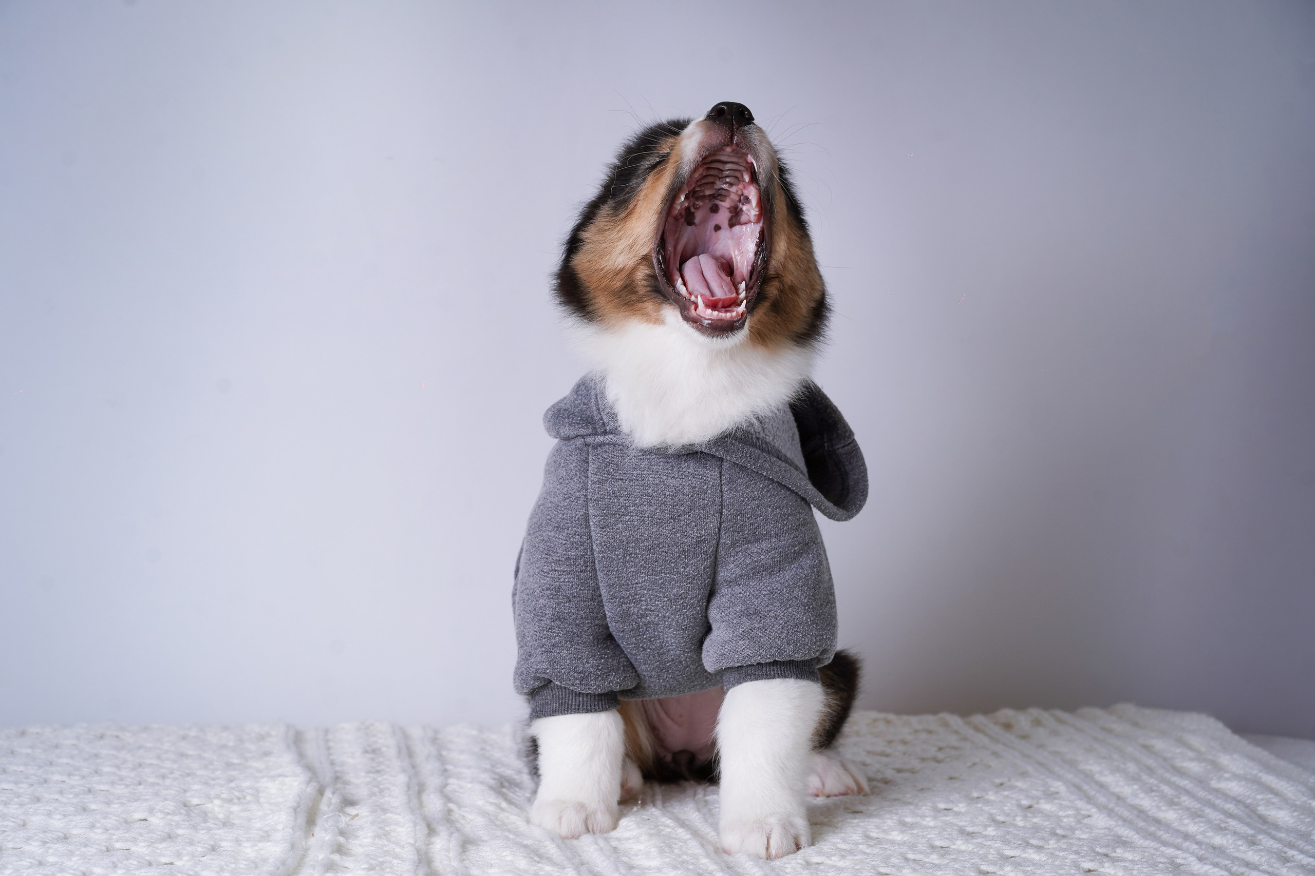 Щенки аусси. Фотограф-анималист в Санкт-Петербурге Яна Мартынова