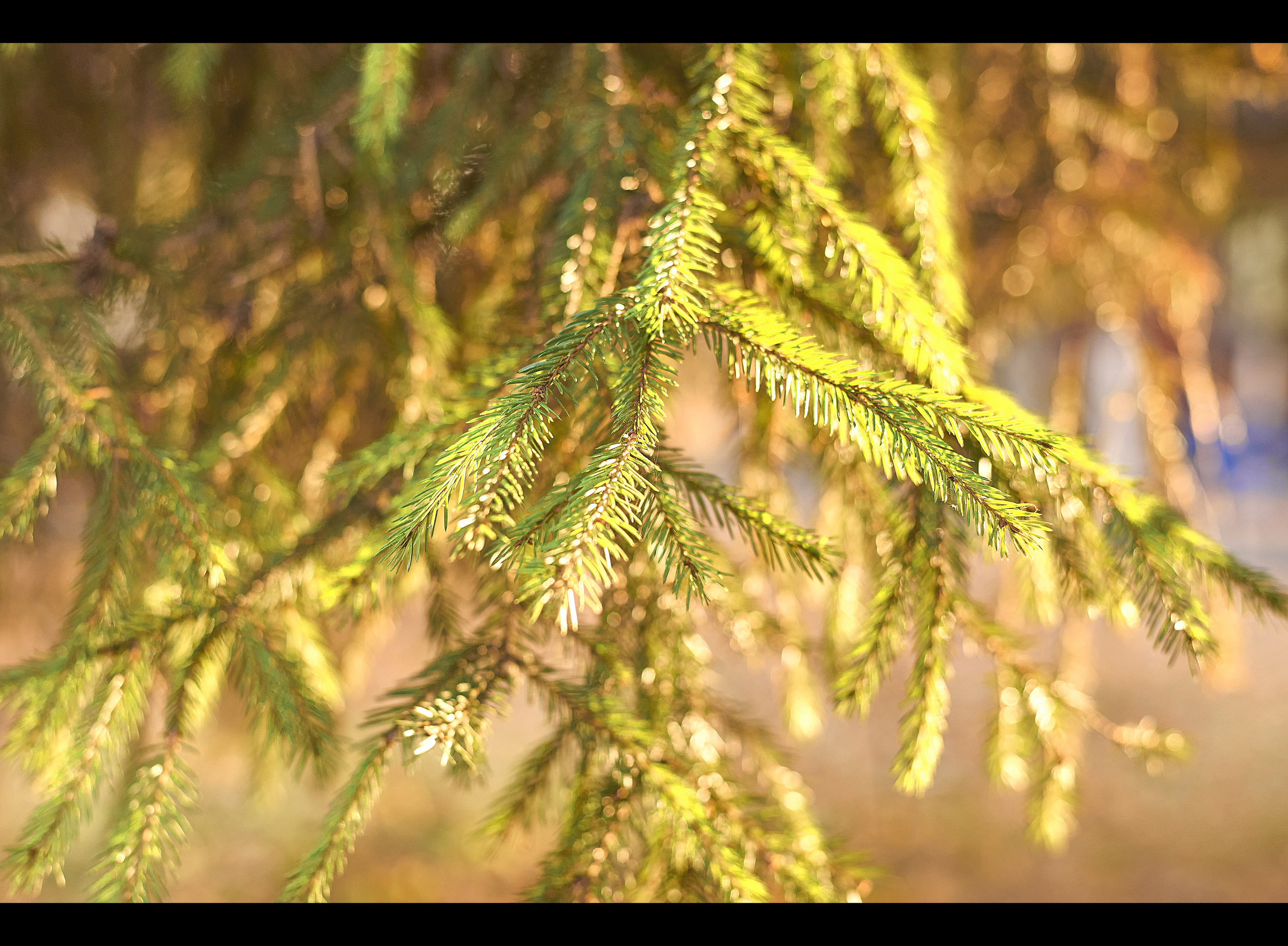 Наташа. Идейный фотограф Пенза