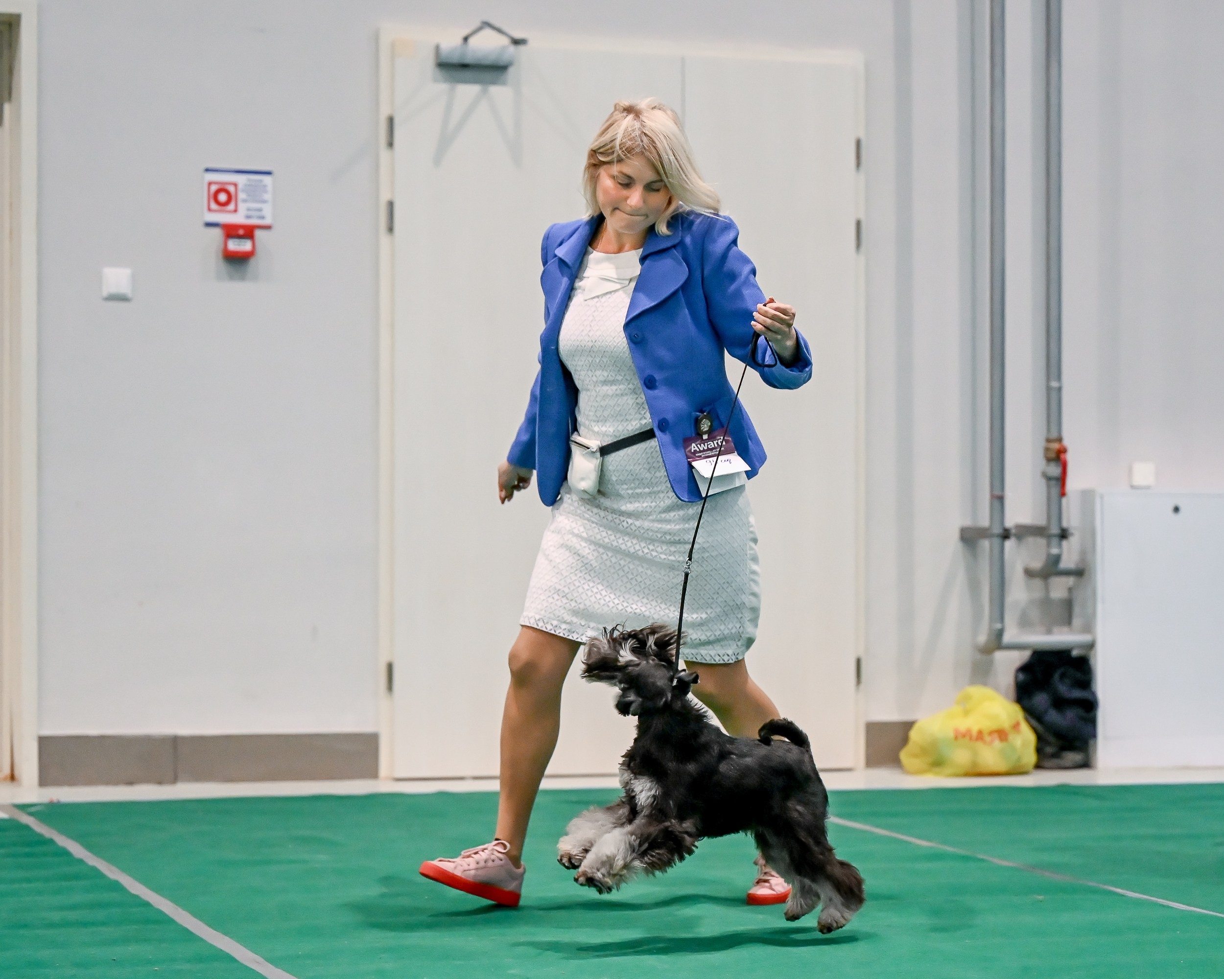 Дариус/ Delinso Balance Chivas Regal. Питомник цвергшнауцеров в Беларуси «Делинсо Бэлэнс»