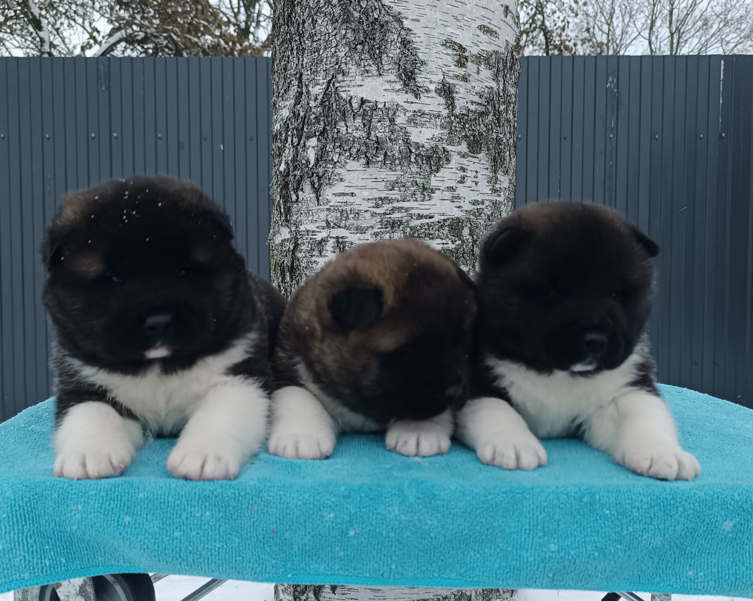 Американская акита  щенки питомник Санкт-Петербург клубные щенки Американская акита питомник RUBYLIGHT Рубилайт купить щенка американской акиты