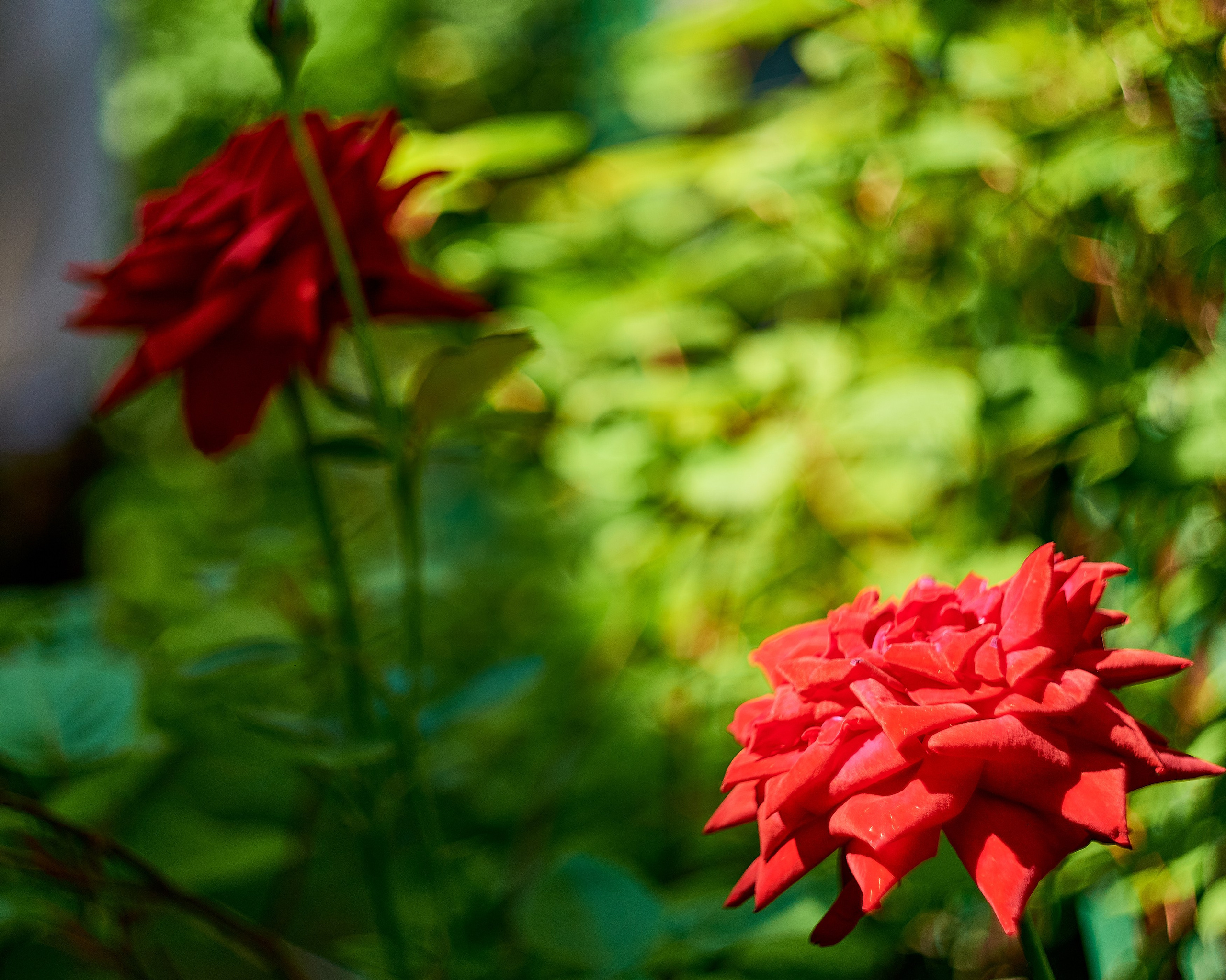 Nikon D850+Helios 44-2 2/58