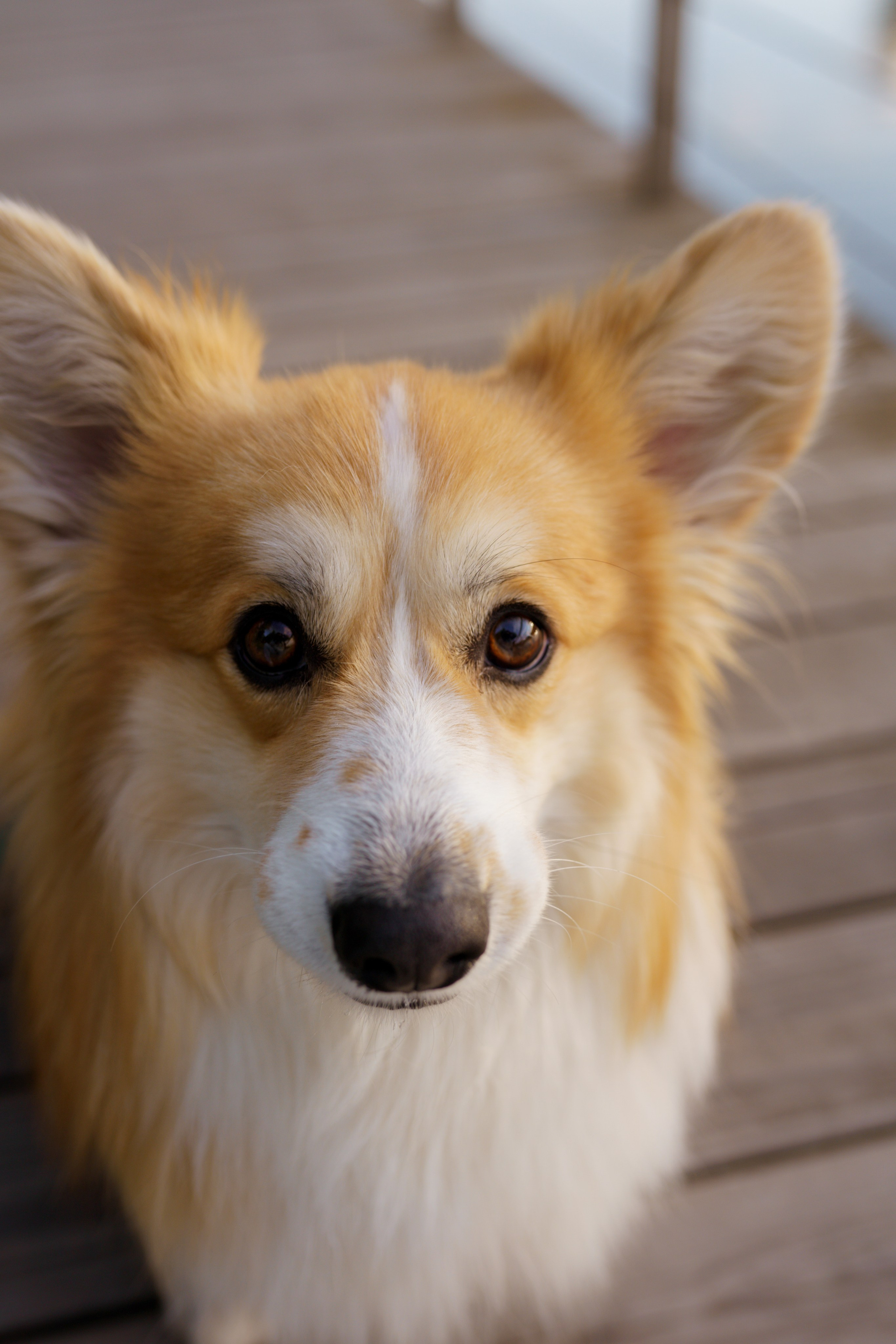 Катя, Арсений и Пух. Свадебный фотограф в Москве Анна Полушина