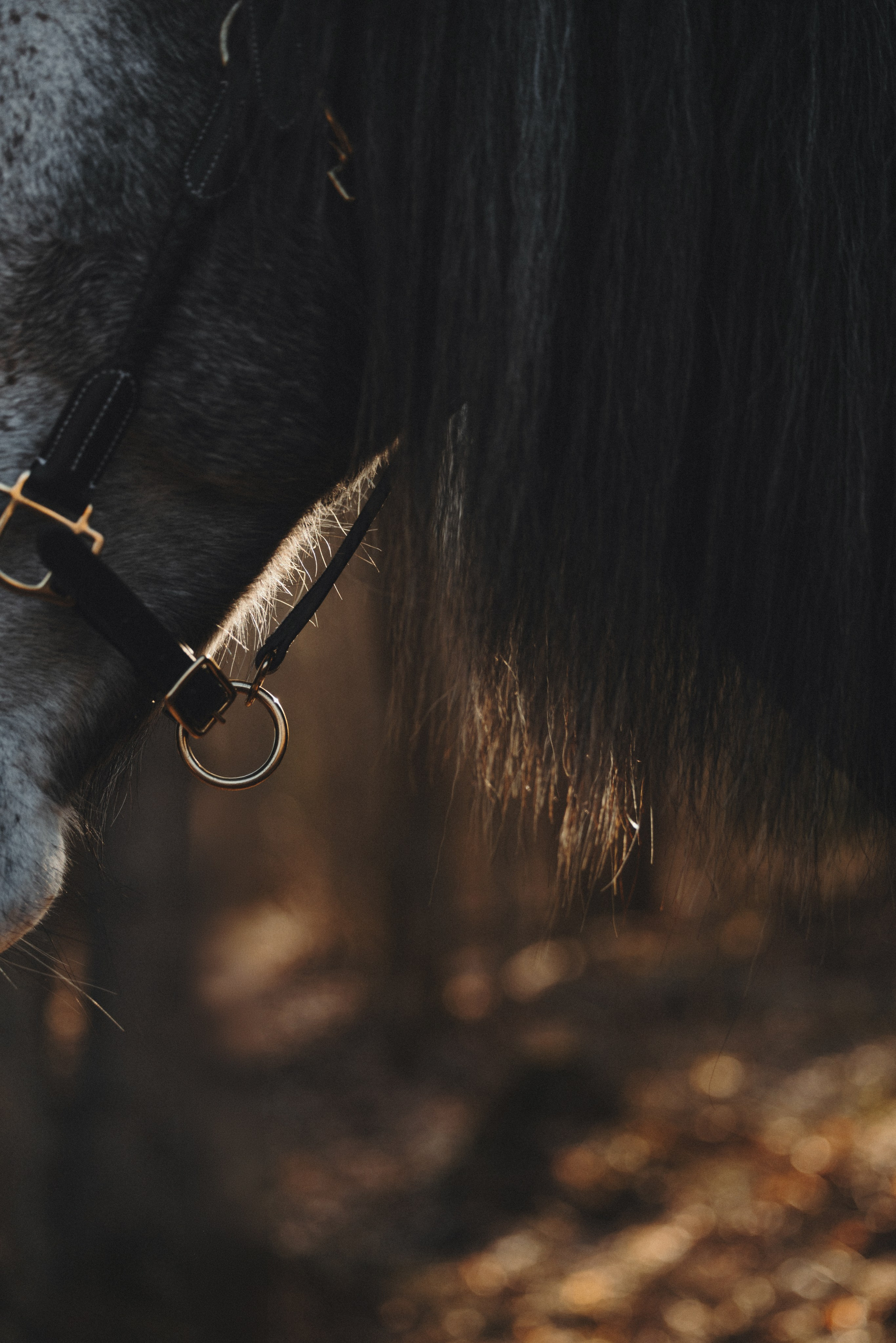 Ирина и Командор. Фотограф анималист Осипчикова Мария