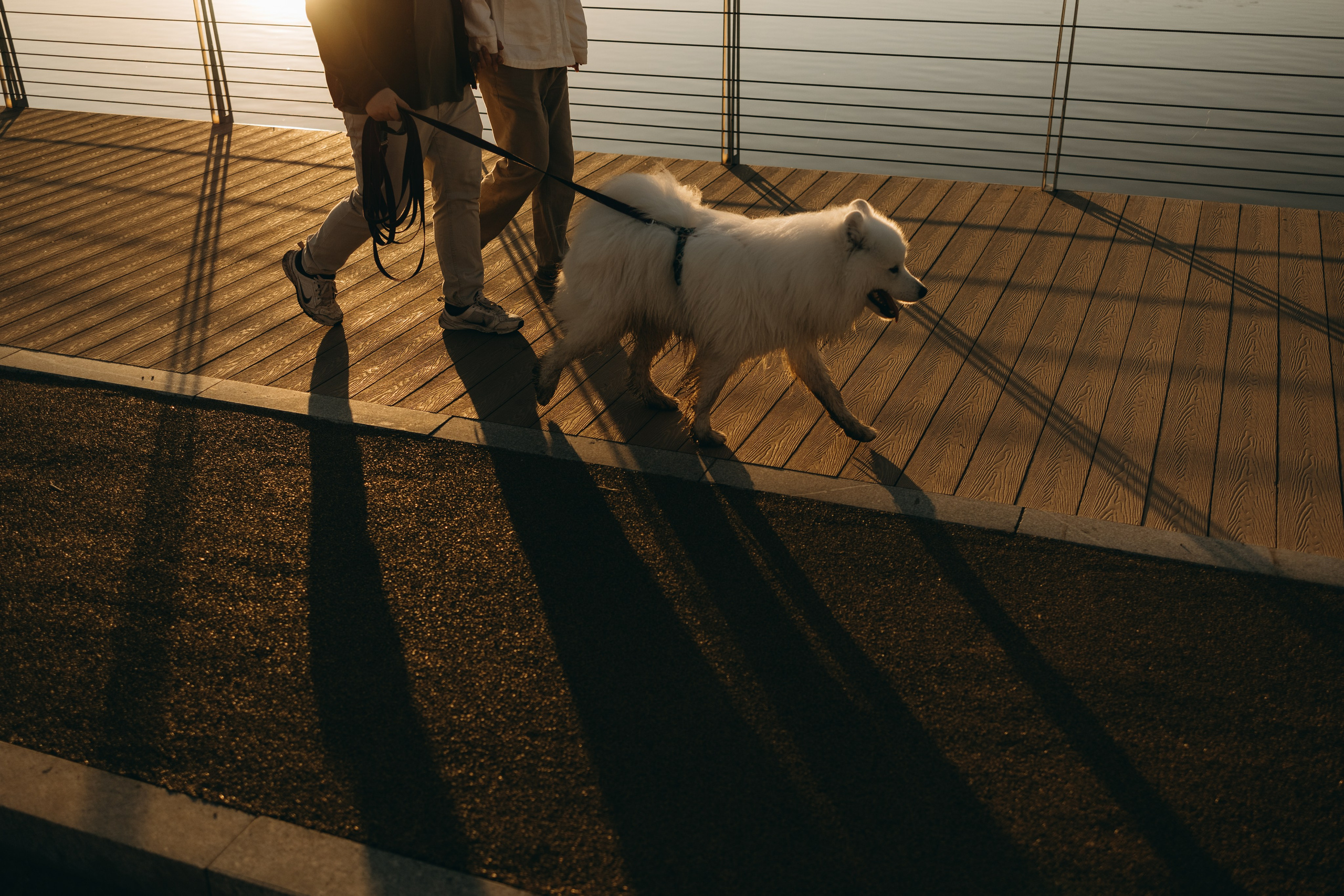 Танго и его семья. Фотограф — Анималист | Санкт-Петербург