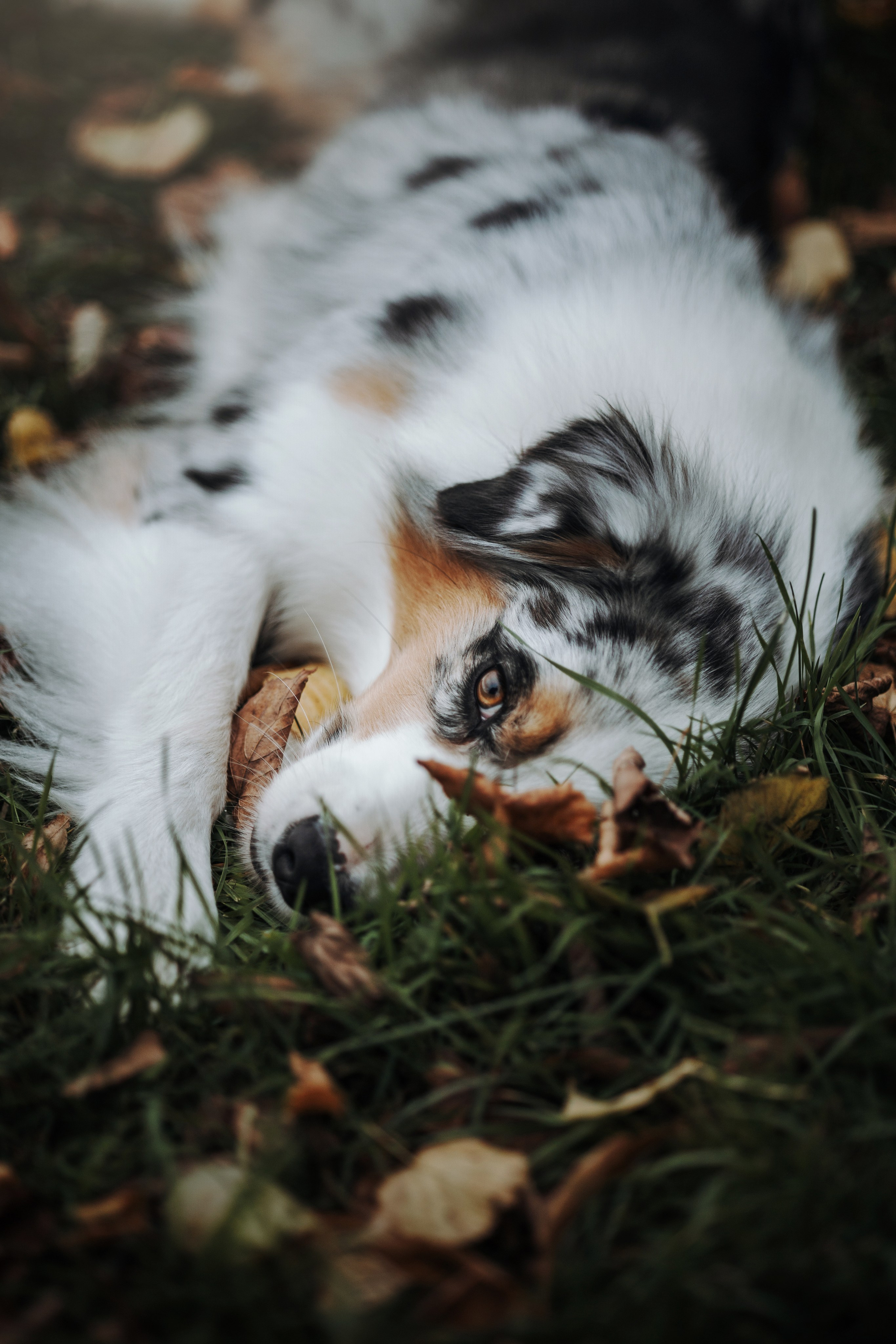 Ирина и Кайса. Фотограф — Анималист | Санкт-Петербург