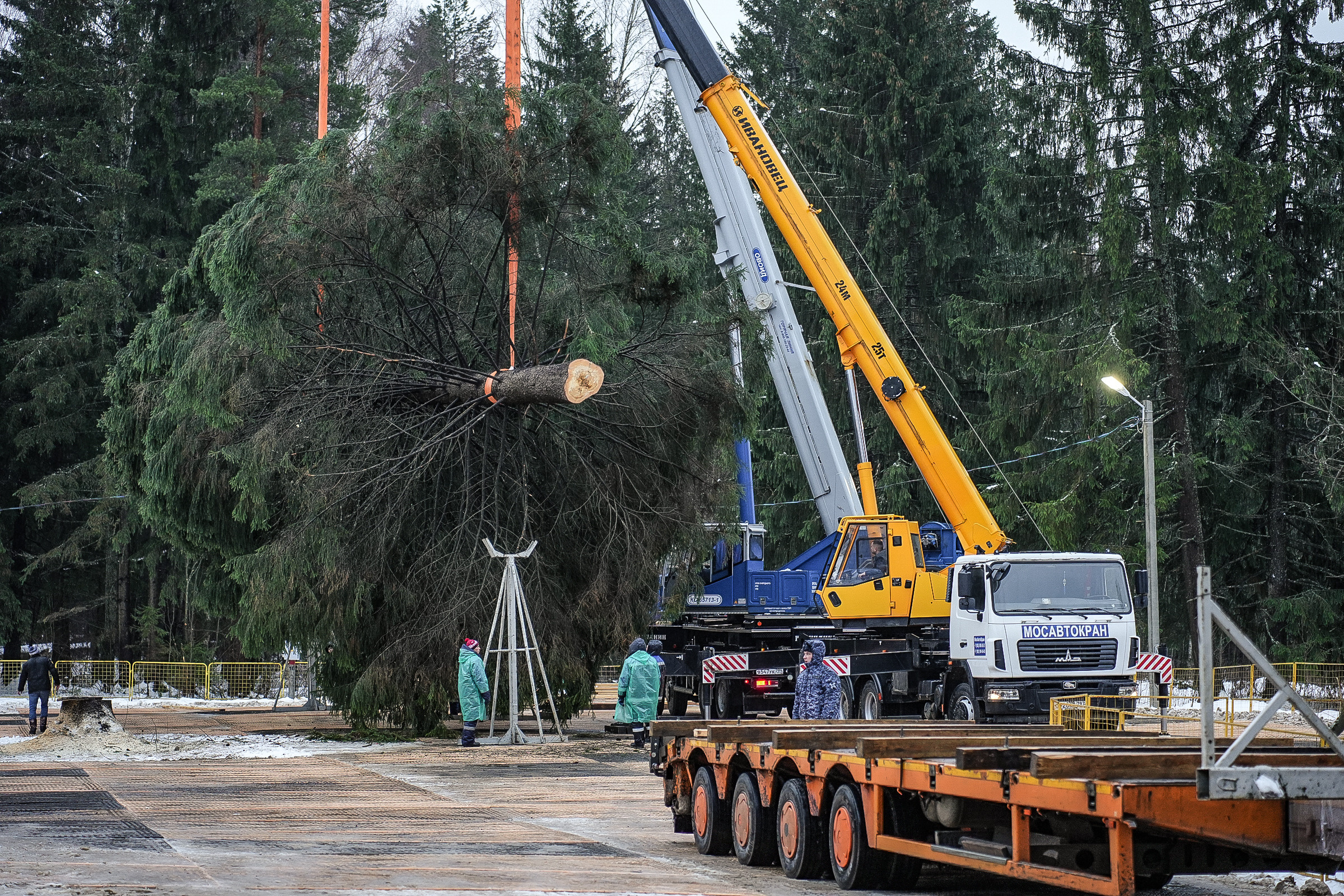 Спил Кремлевской ёлки под Волоколамском. Event фотограф Степанова Александра