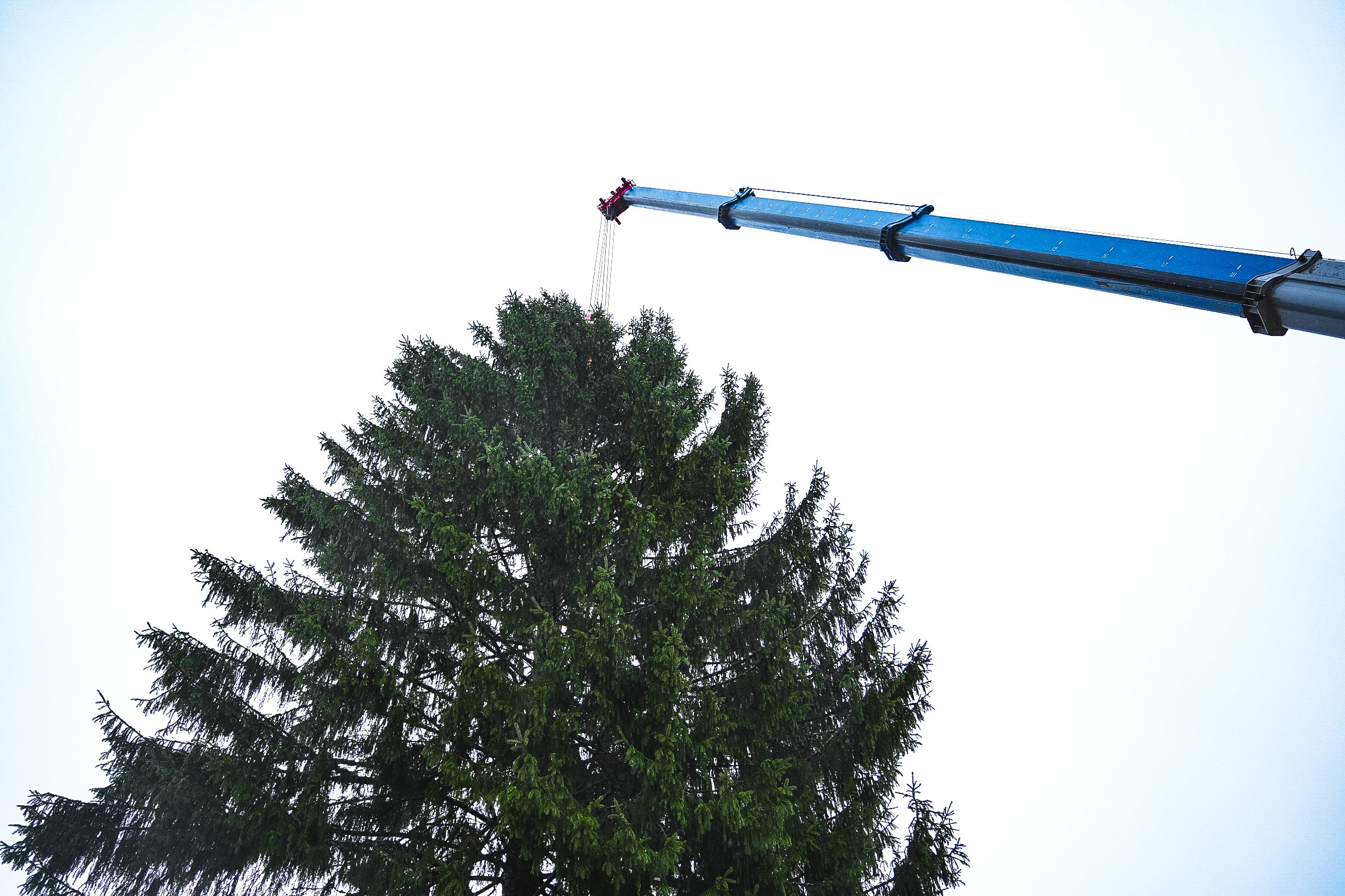 Спил Кремлевской ёлки под Волоколамском. Event фотограф Степанова Александра