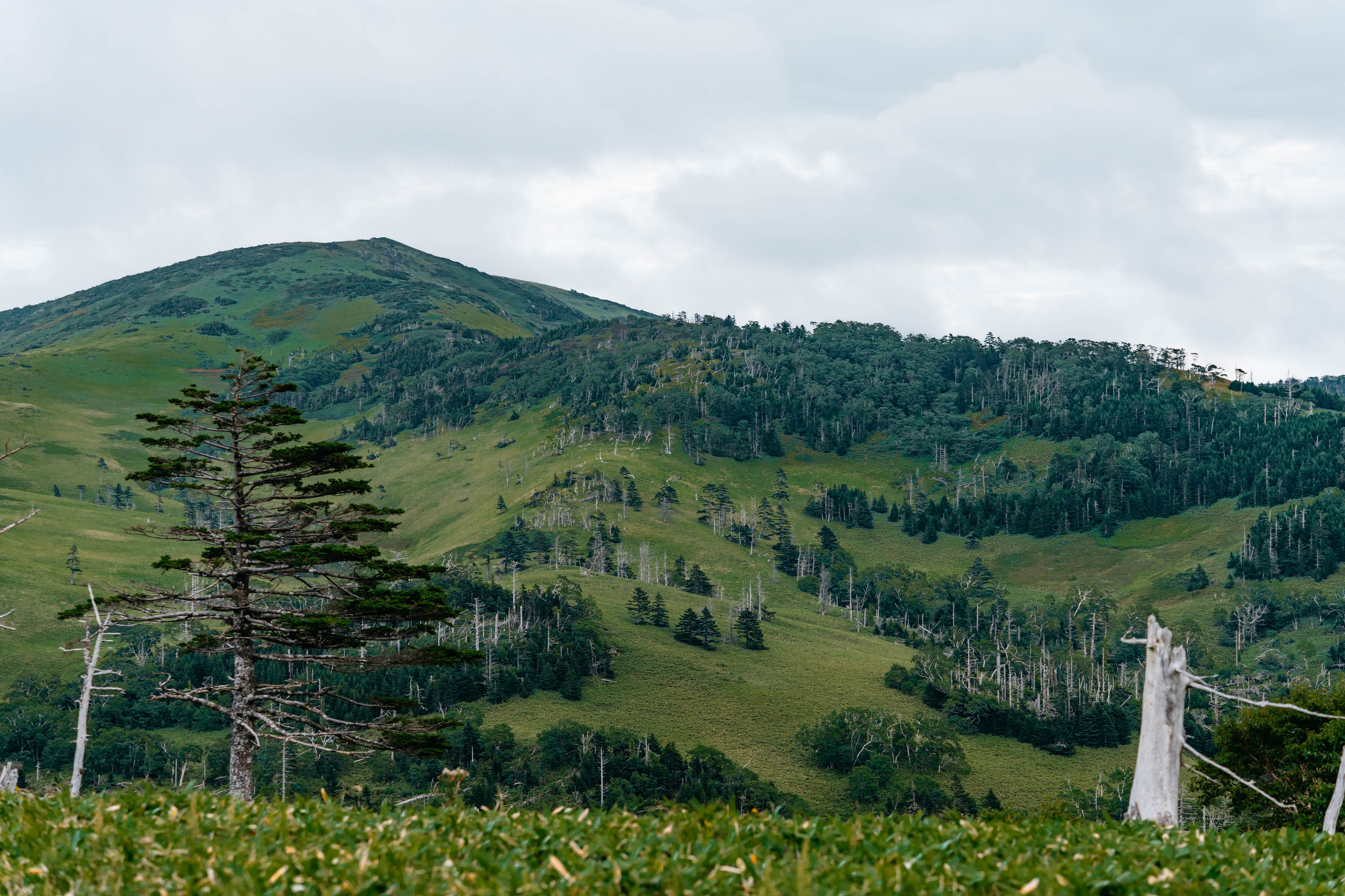 Сахалин. Event фотограф Степанова Александра