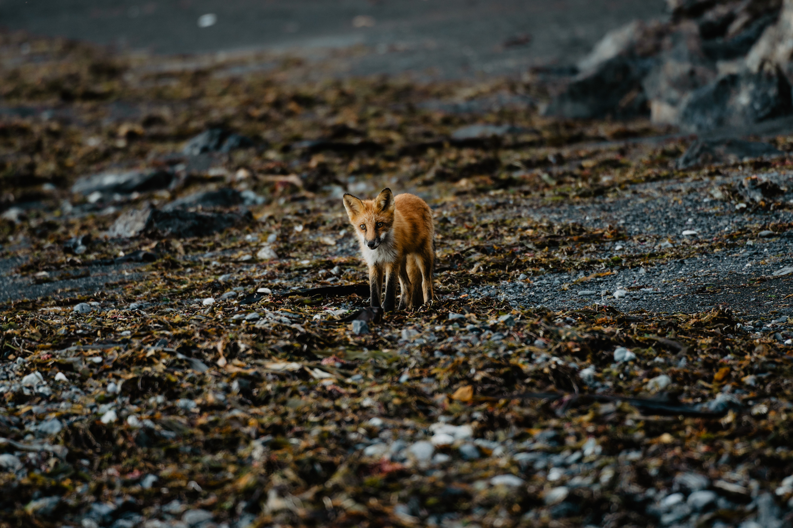 Сахалин. Event фотограф Степанова Александра