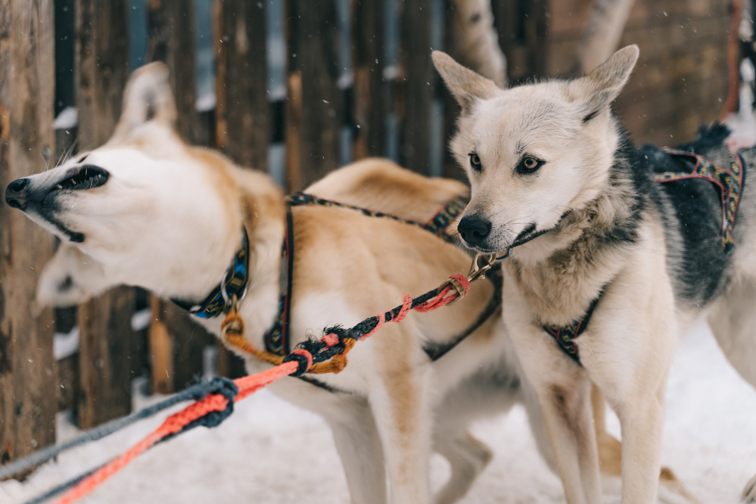 Байкал. Event фотограф Степанова Александра