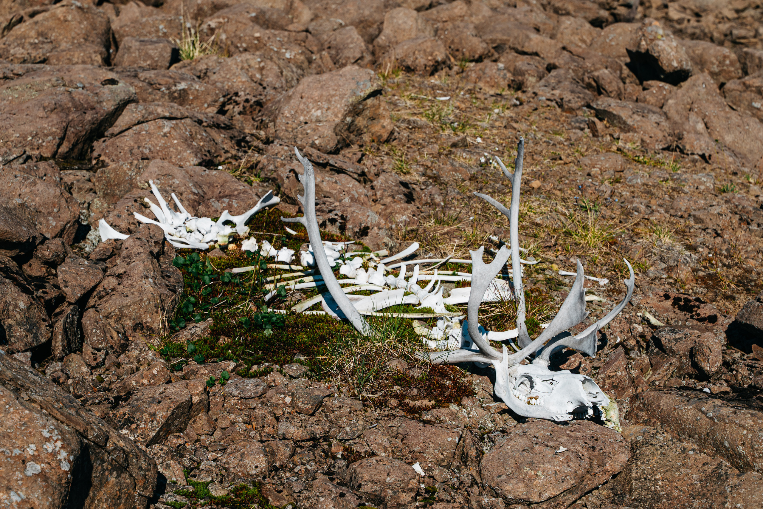 Плато ПУТОРАНА. Event фотограф Степанова Александра