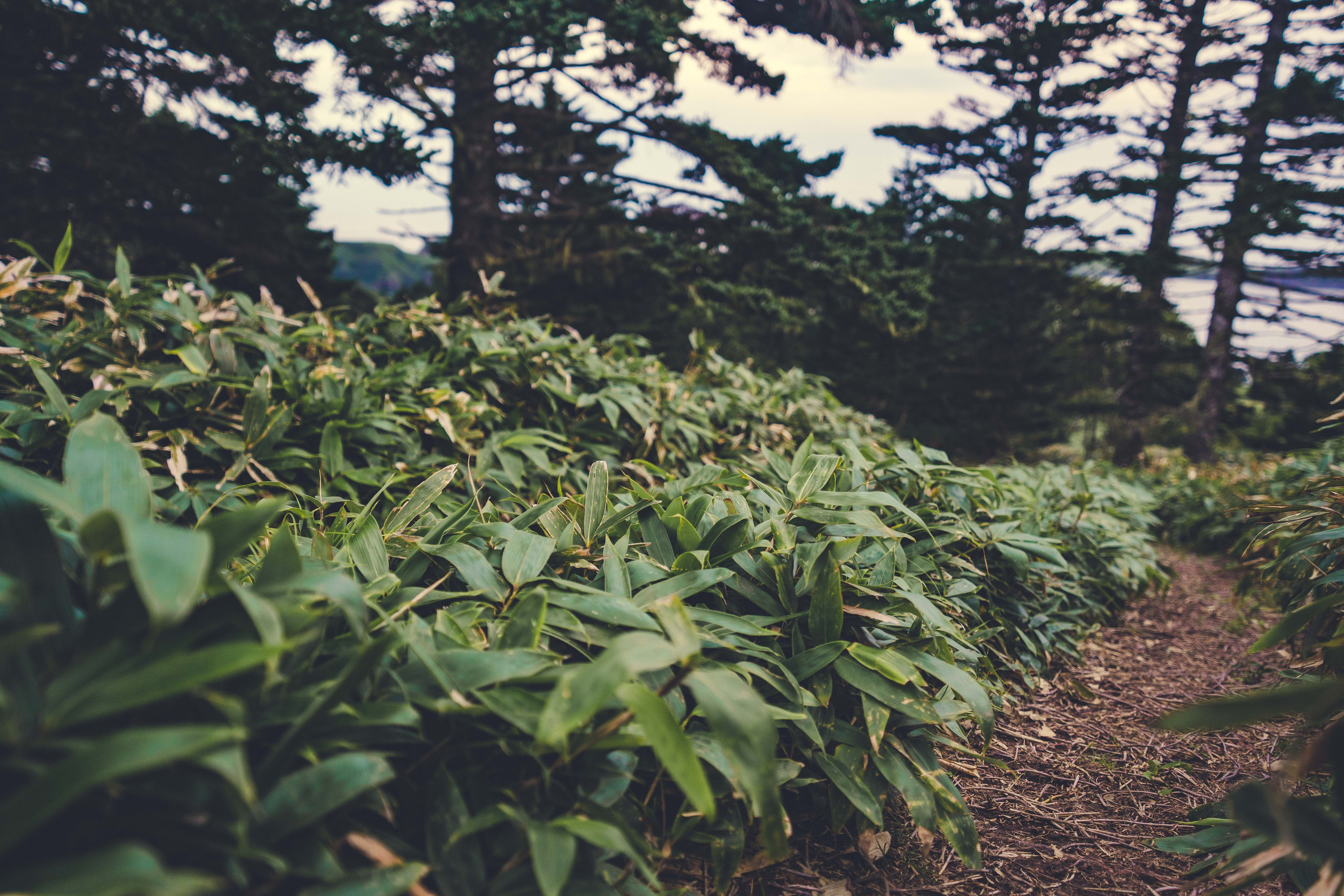 Сахалин. Event фотограф Степанова Александра