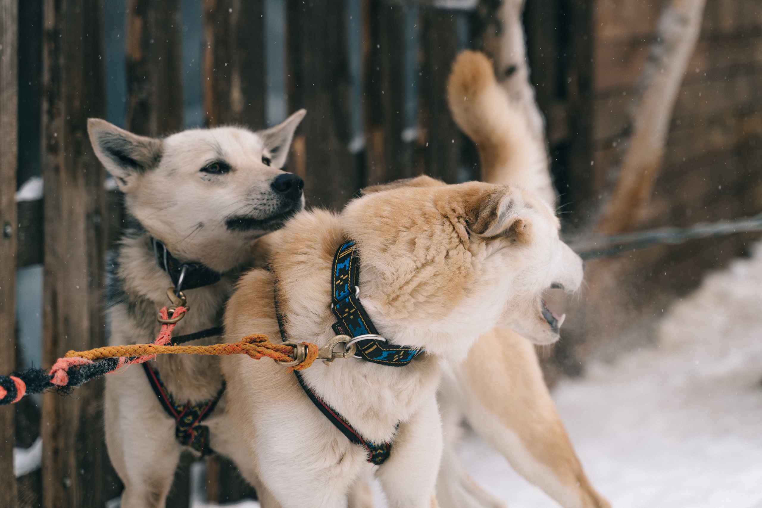 Байкал. Event фотограф Степанова Александра