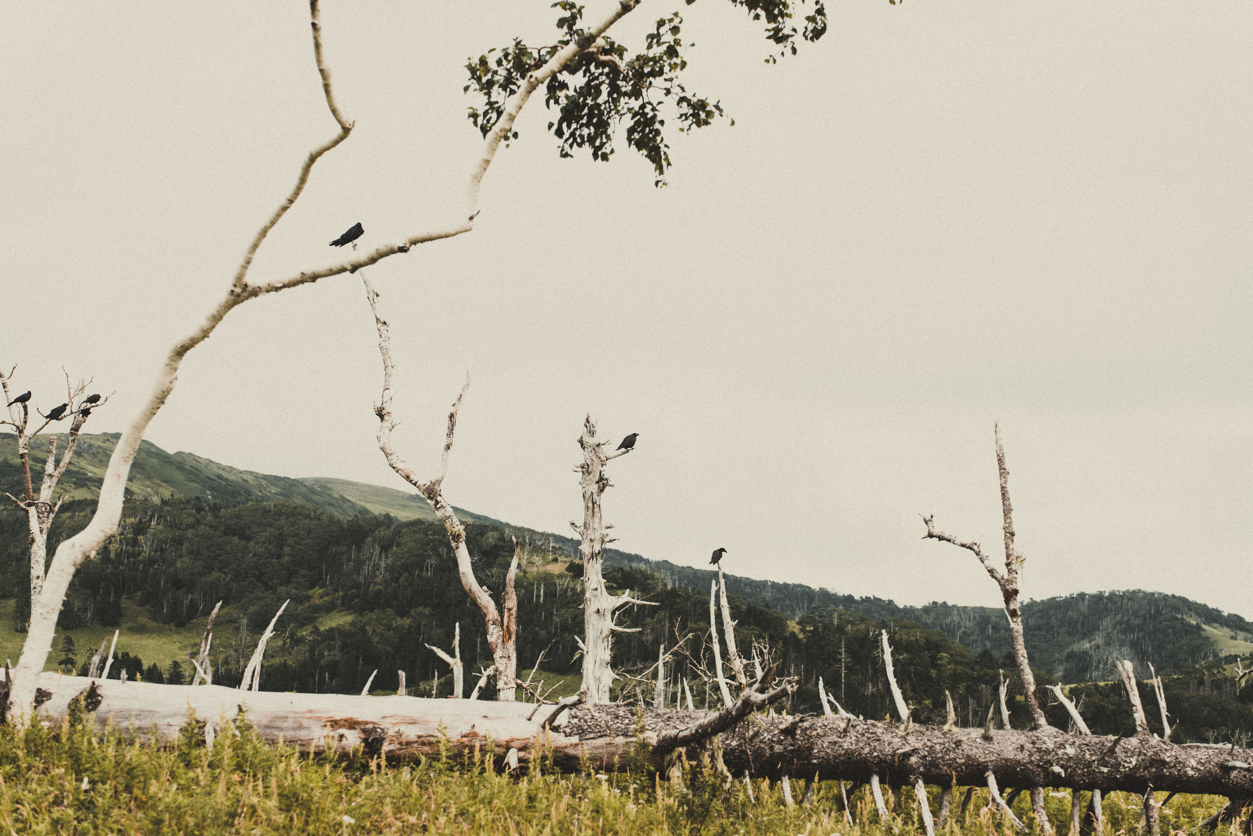 Сахалин. Event фотограф Степанова Александра