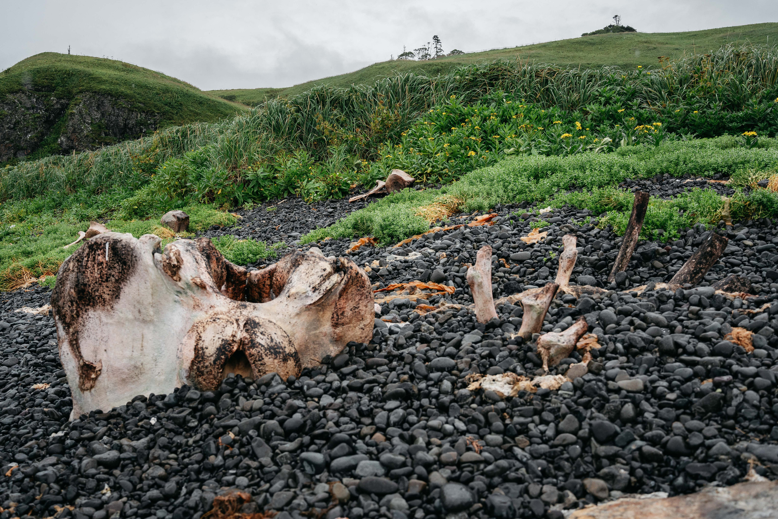 Сахалин. Event фотограф Степанова Александра