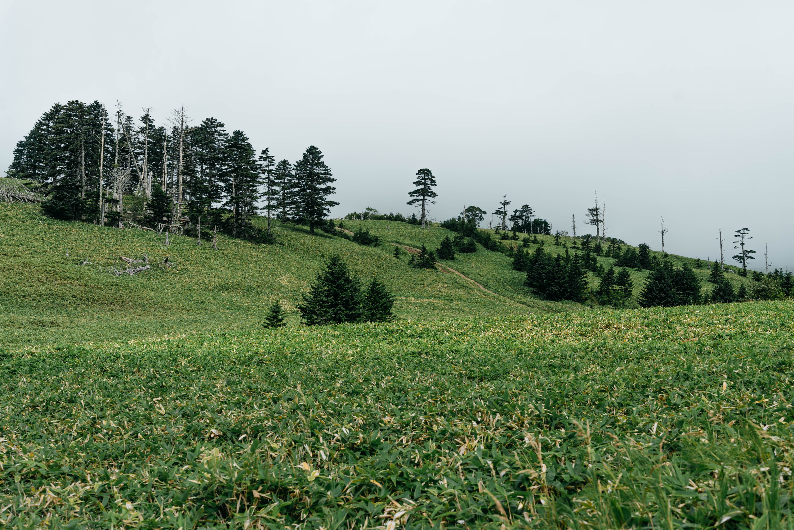 Сахалин. Event фотограф Степанова Александра