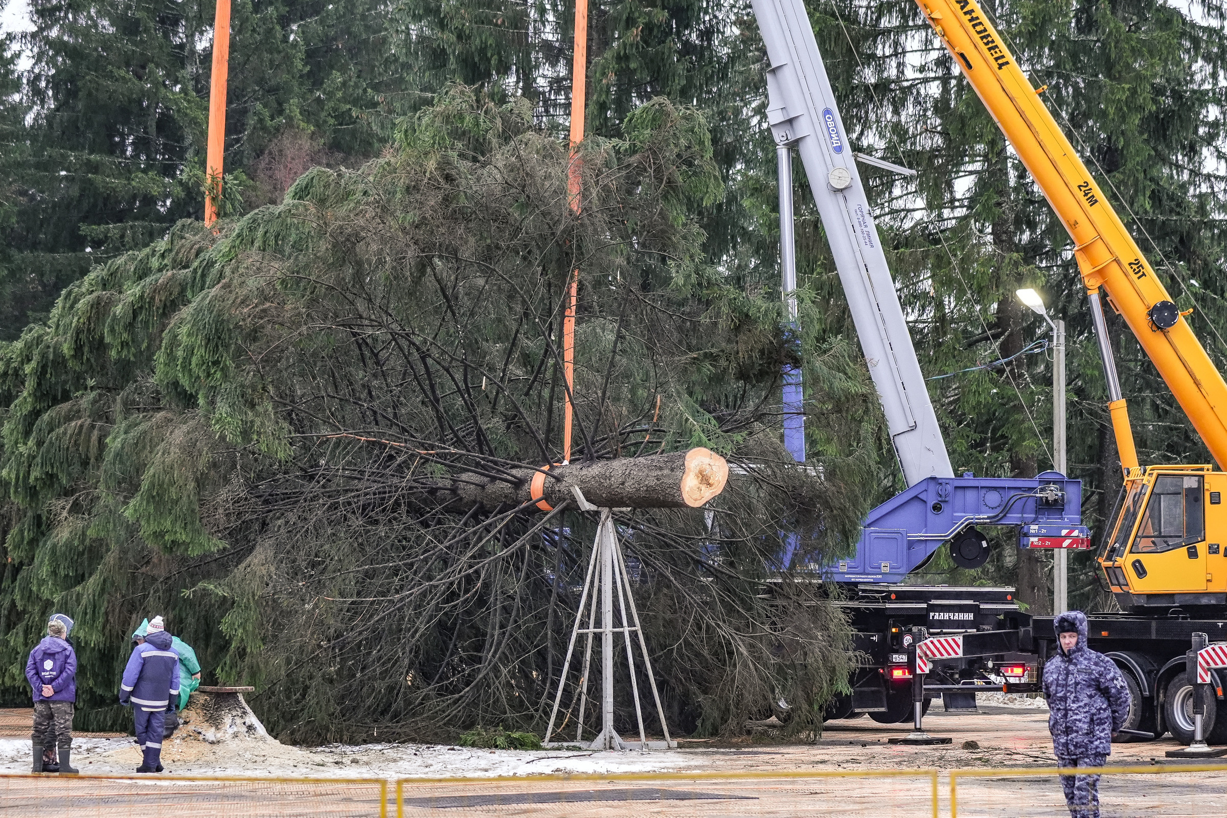 Спил Кремлевской ёлки под Волоколамском. Event фотограф Степанова Александра
