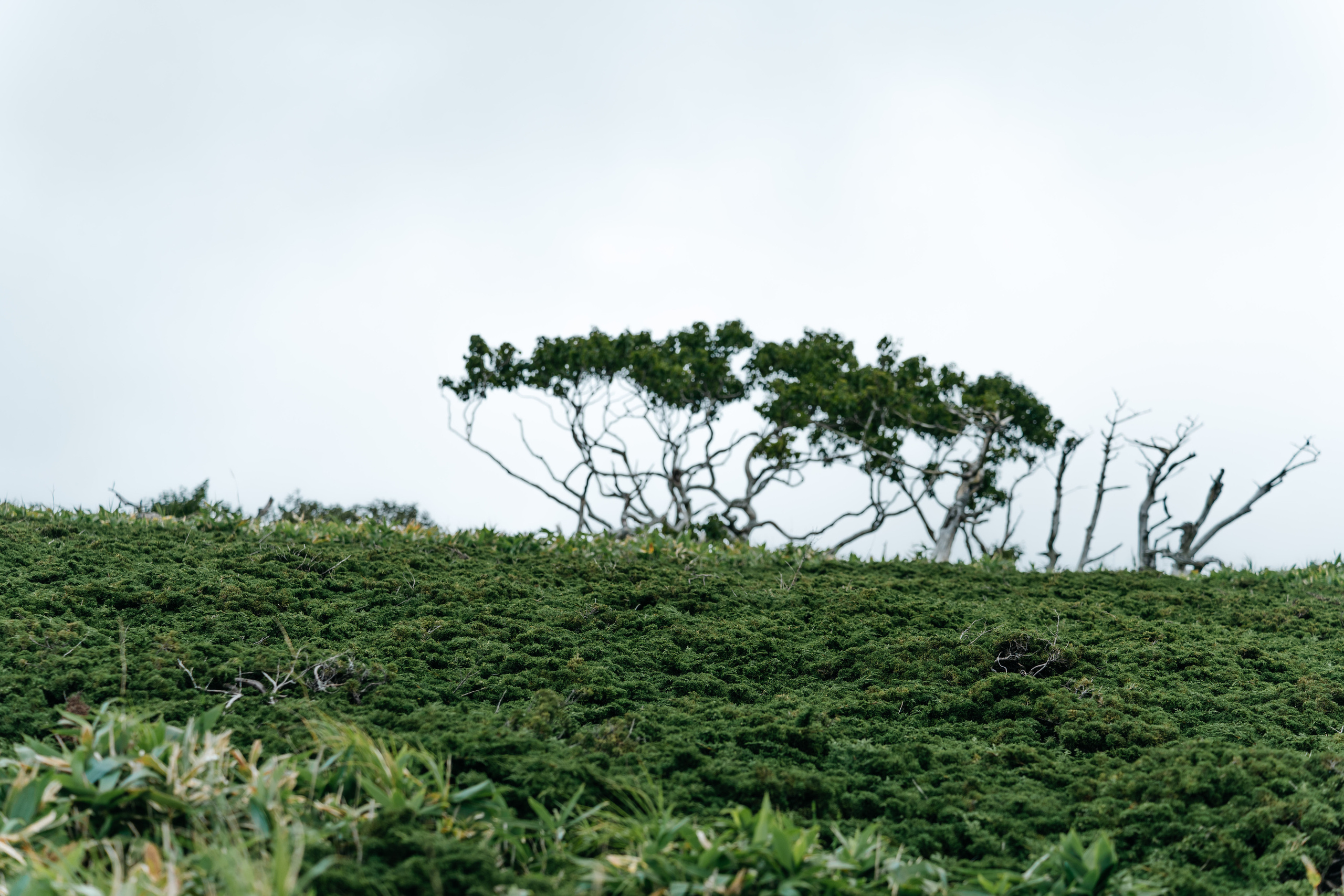 Сахалин. Event фотограф Степанова Александра
