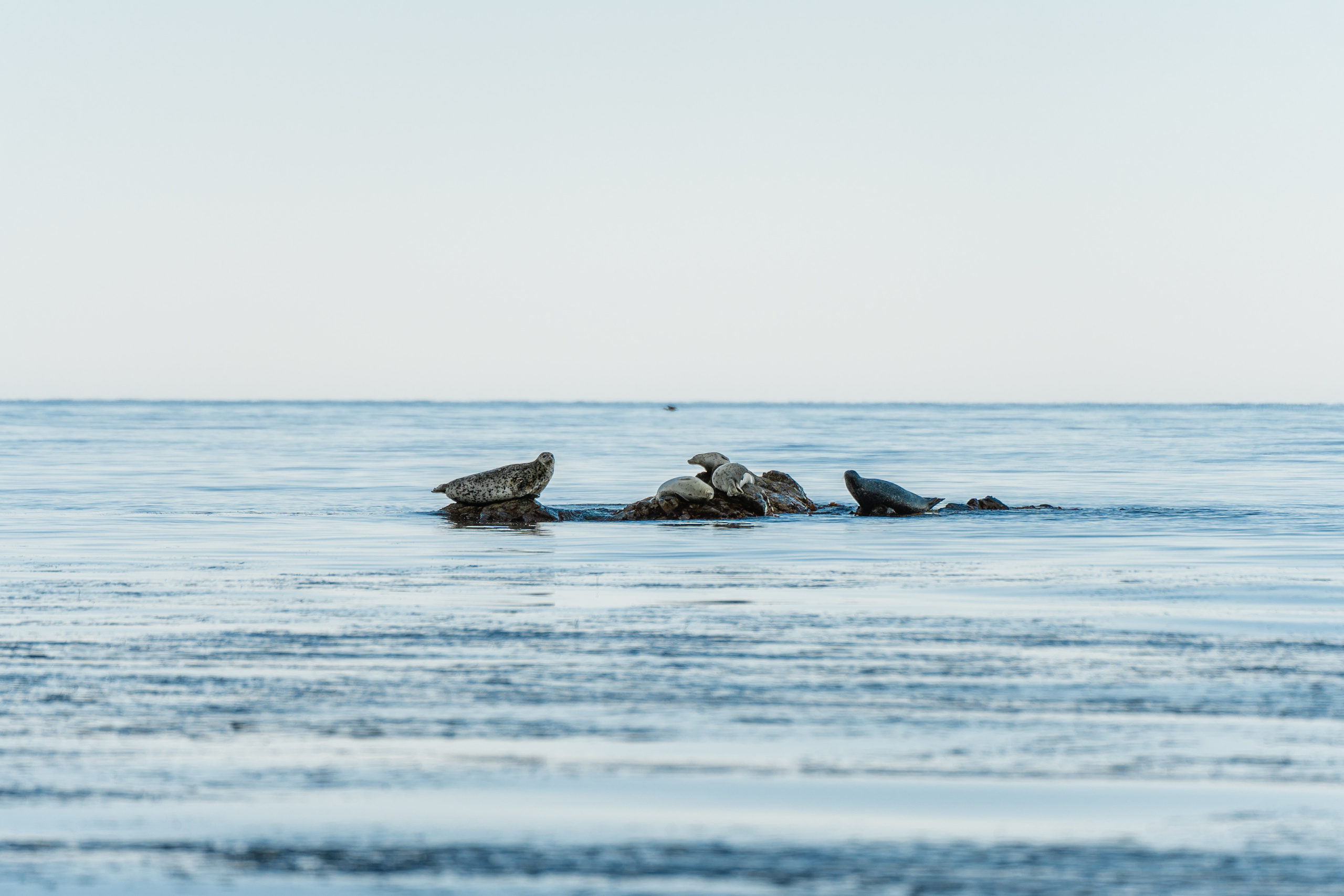 Сахалин. Event фотограф Степанова Александра