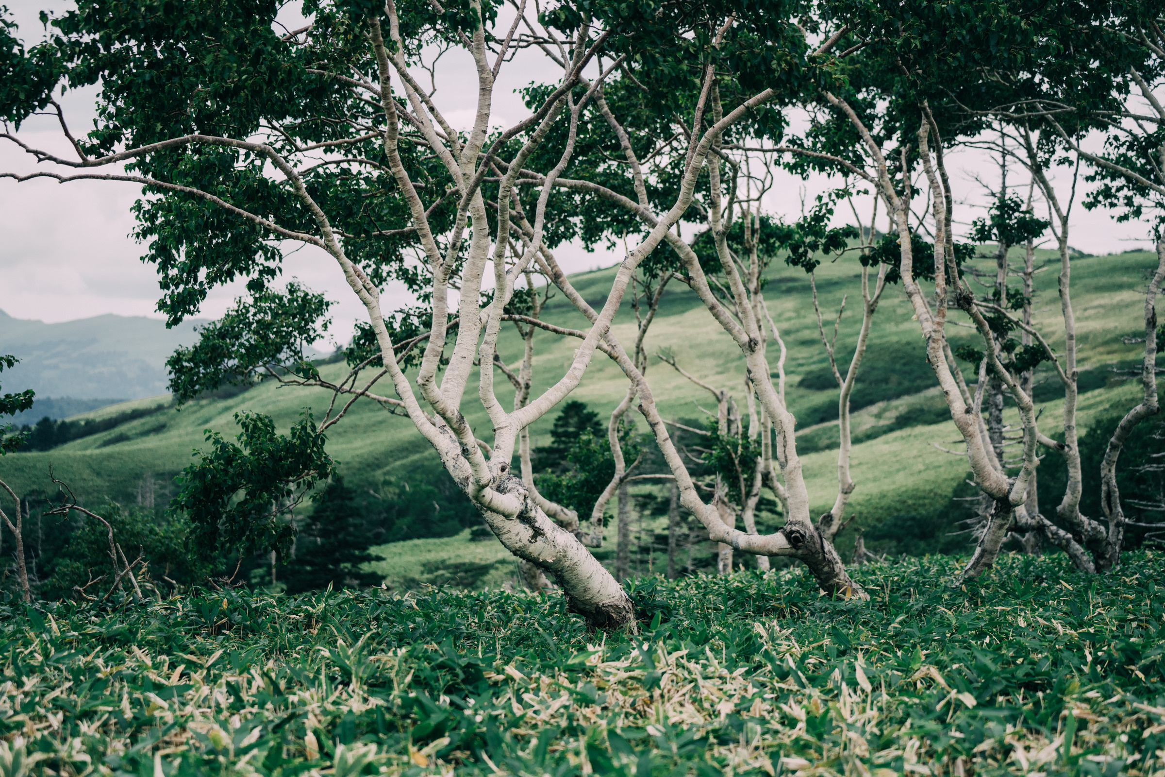Остров Шикотан. Event фотограф Степанова Александра