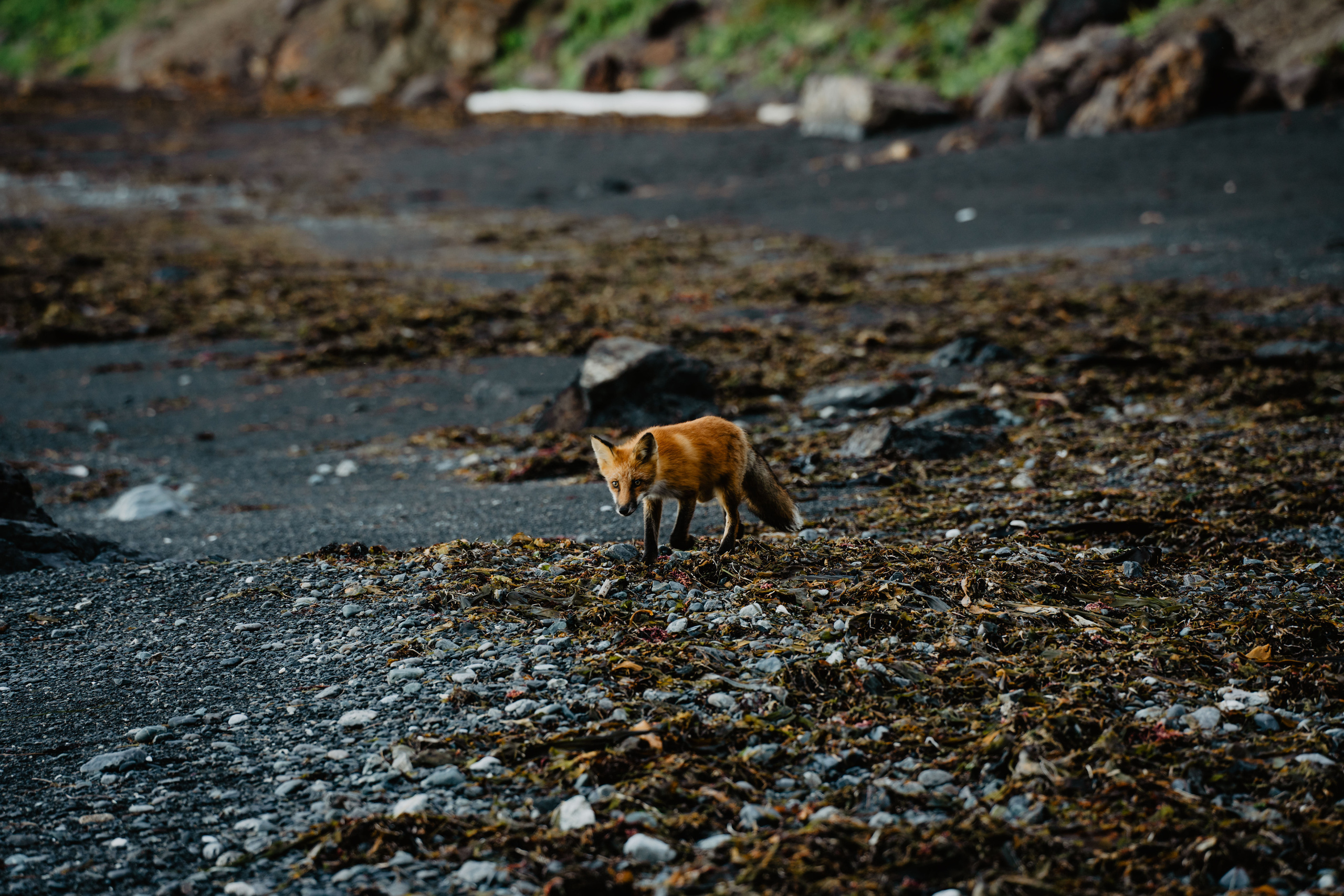 Сахалин. Event фотограф Степанова Александра