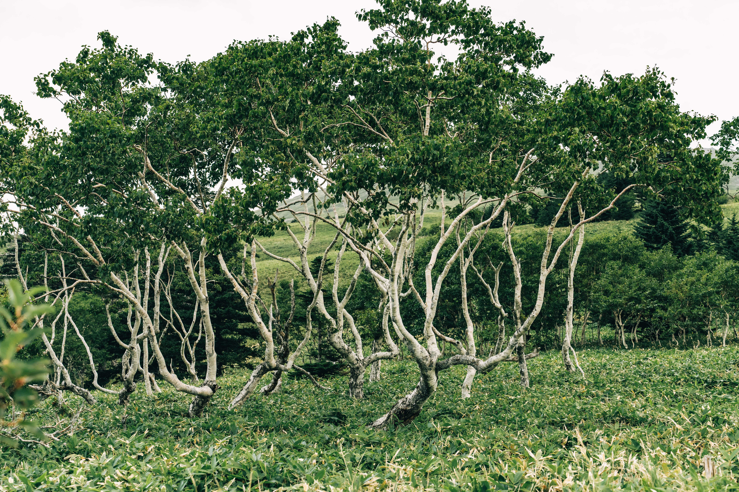 Сахалин. Event фотограф Степанова Александра