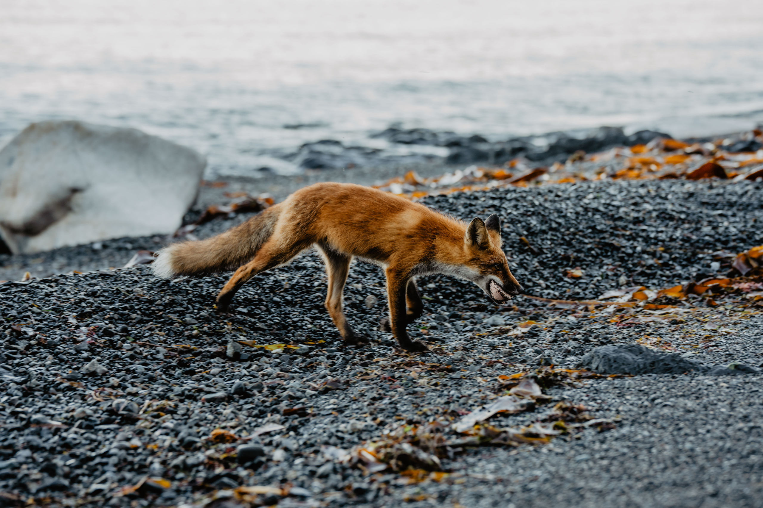 Сахалин. Event фотограф Степанова Александра