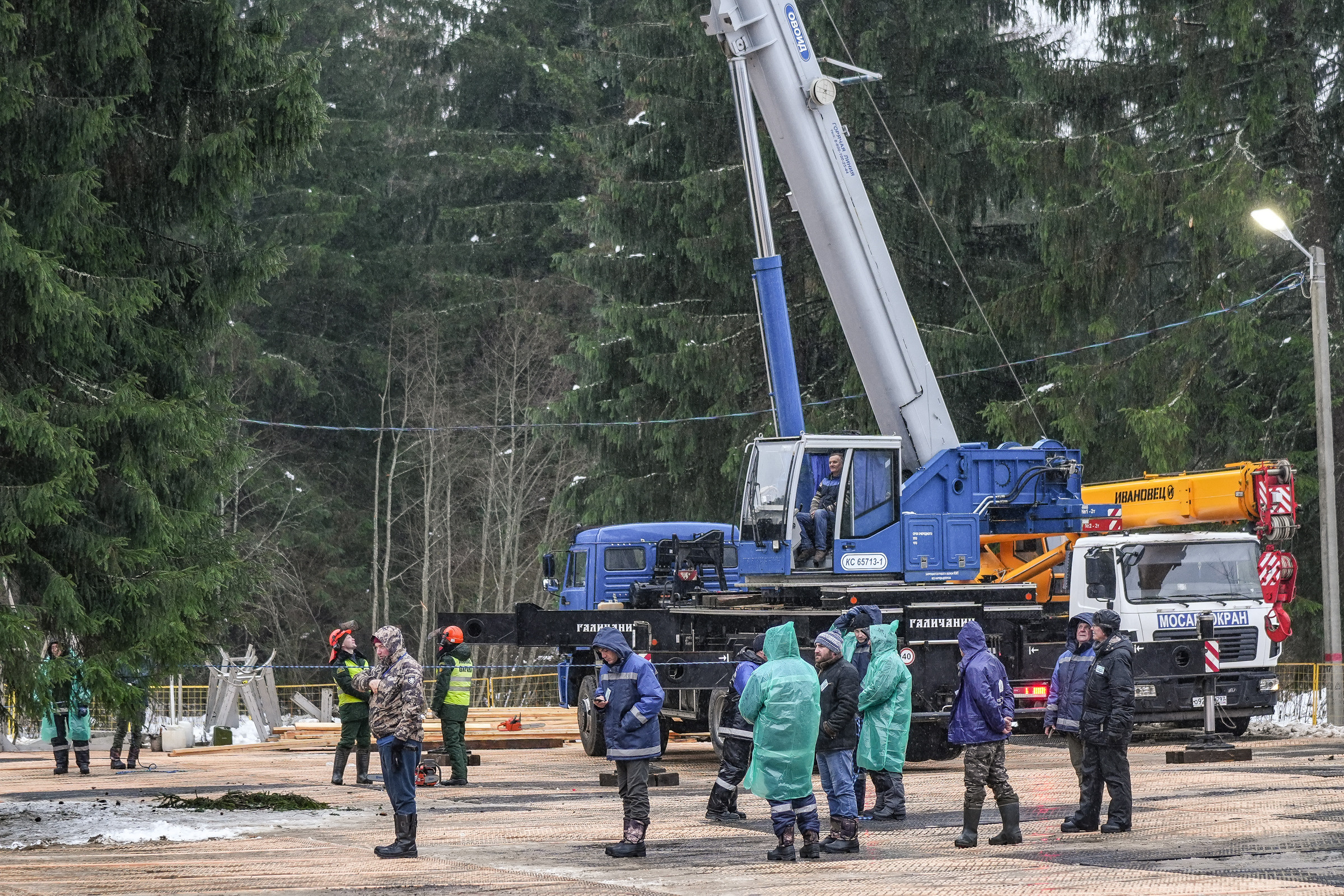 Спил Кремлевской ёлки под Волоколамском. Event фотограф Степанова Александра