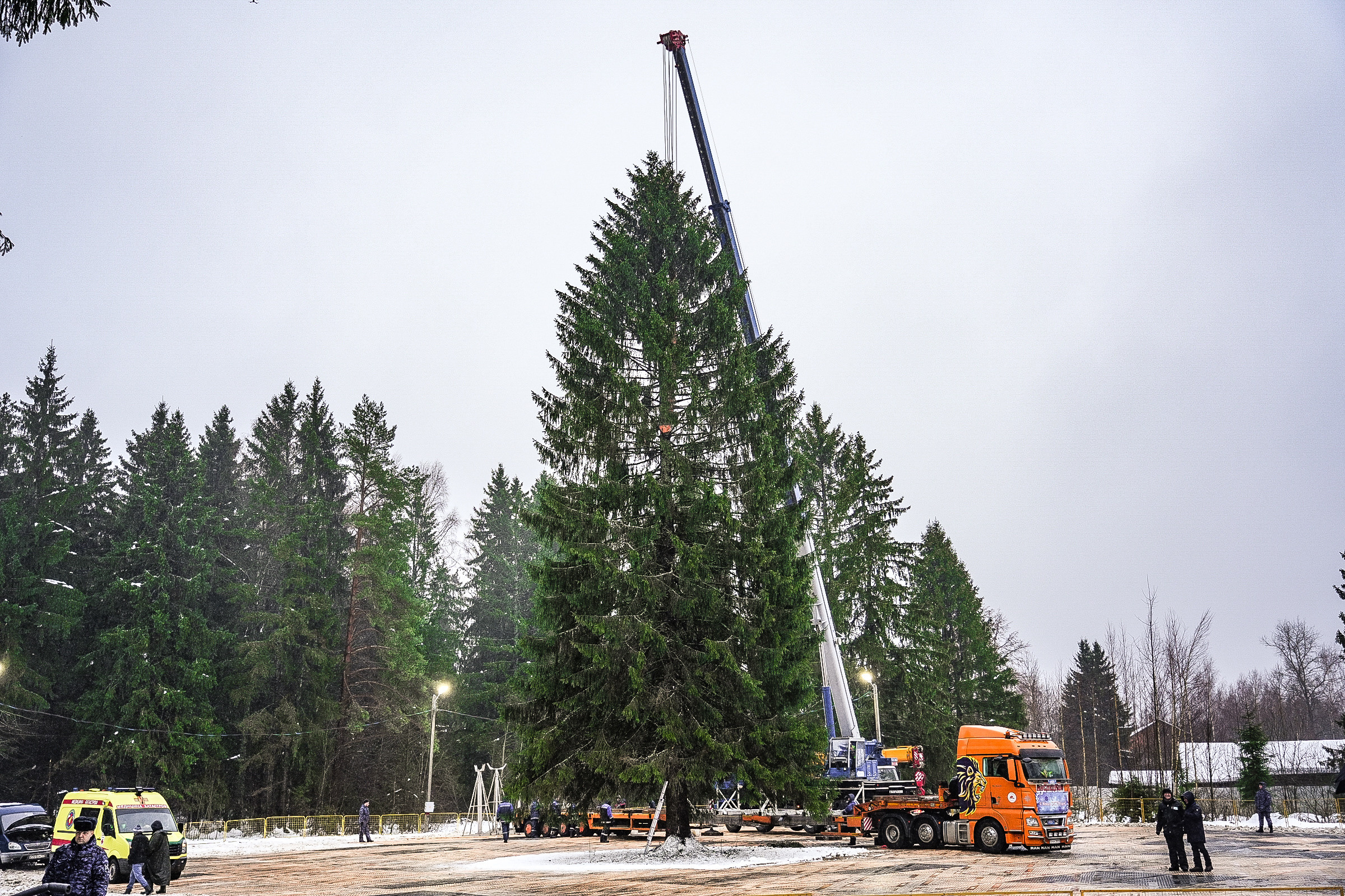 Спил Кремлевской ёлки под Волоколамском. Event фотограф Степанова Александра
