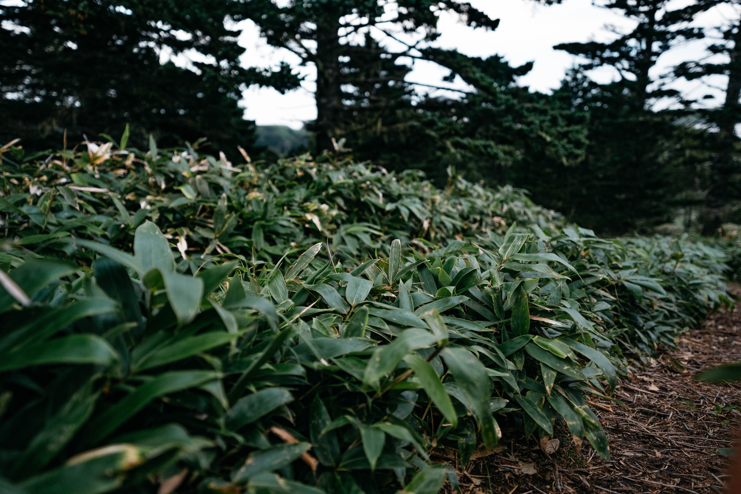 Сахалин. Event фотограф Степанова Александра