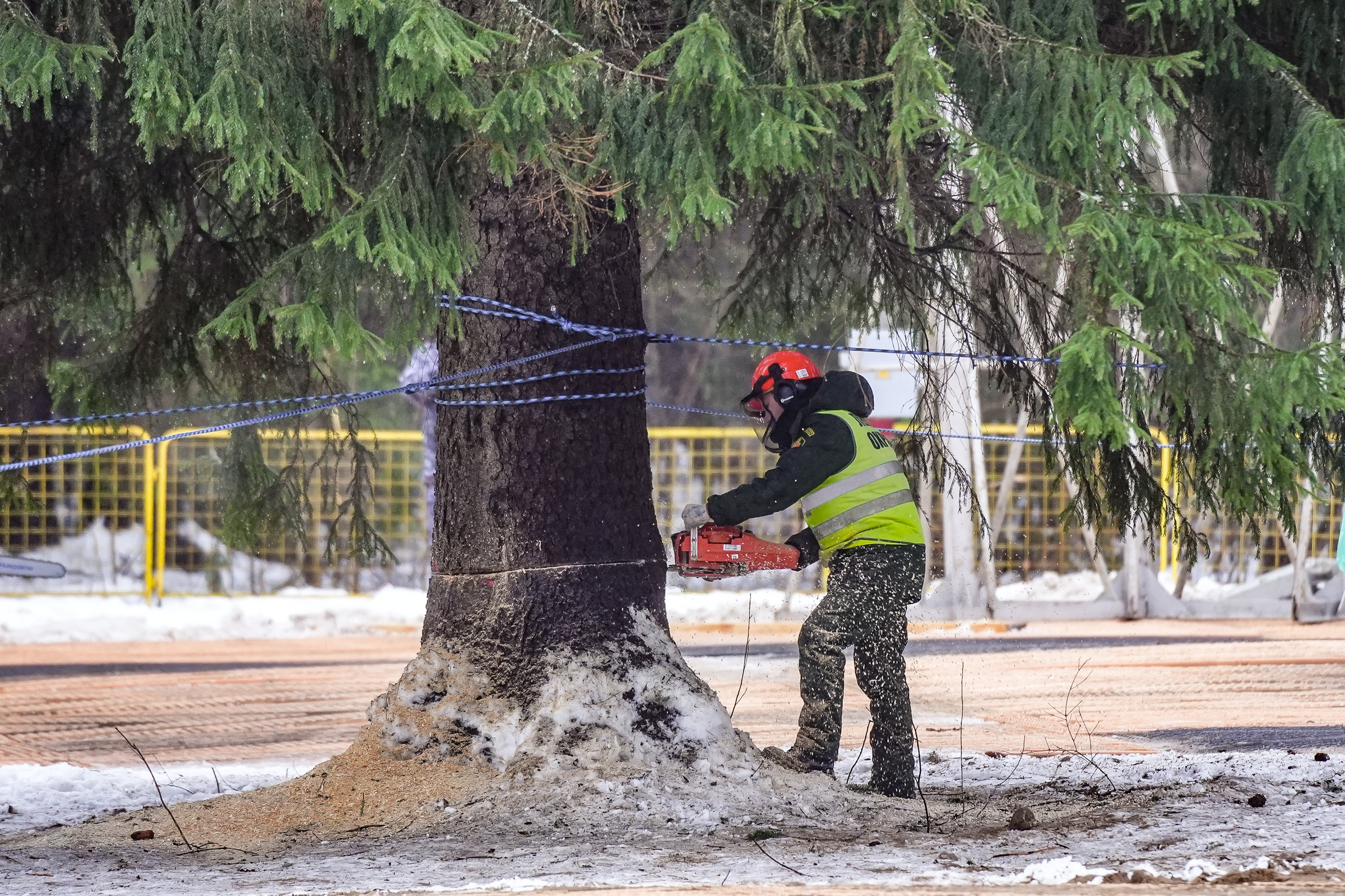 Спил Кремлевской ёлки под Волоколамском. Event фотограф Степанова Александра