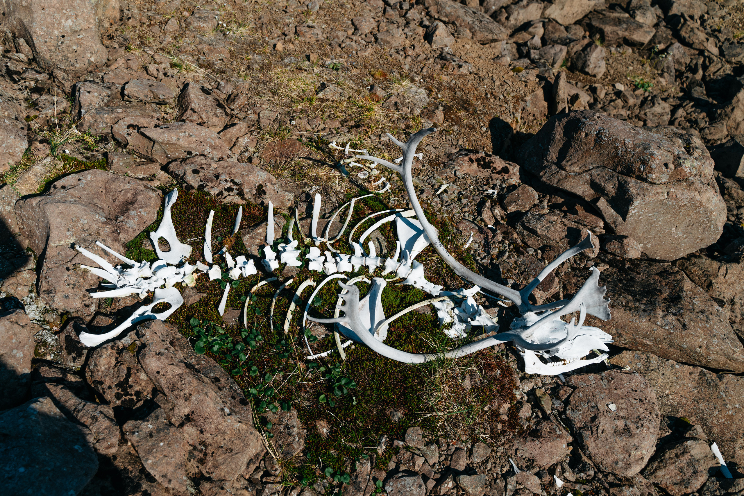 Плато ПУТОРАНА. Event фотограф Степанова Александра