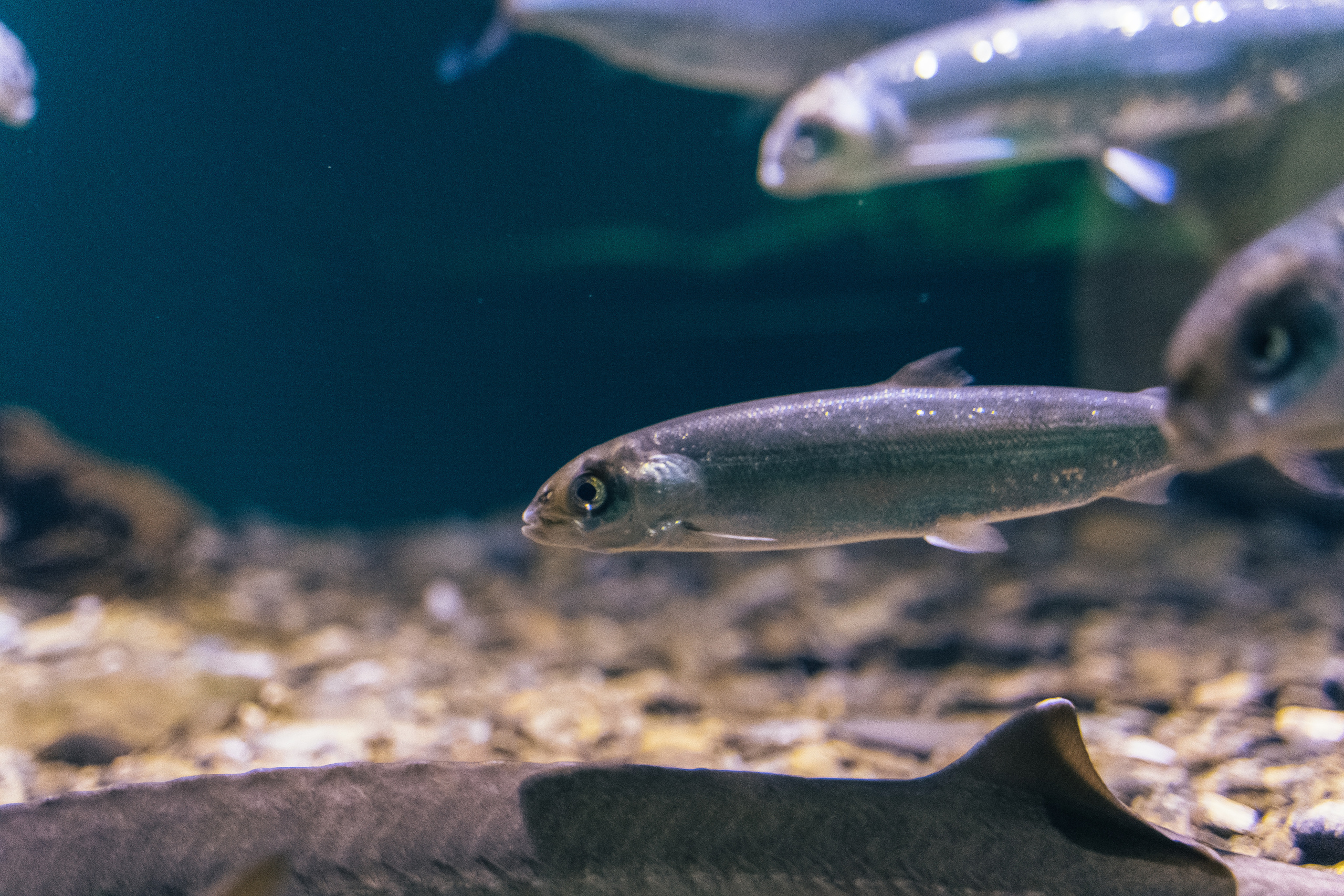Байкал. Event фотограф Степанова Александра