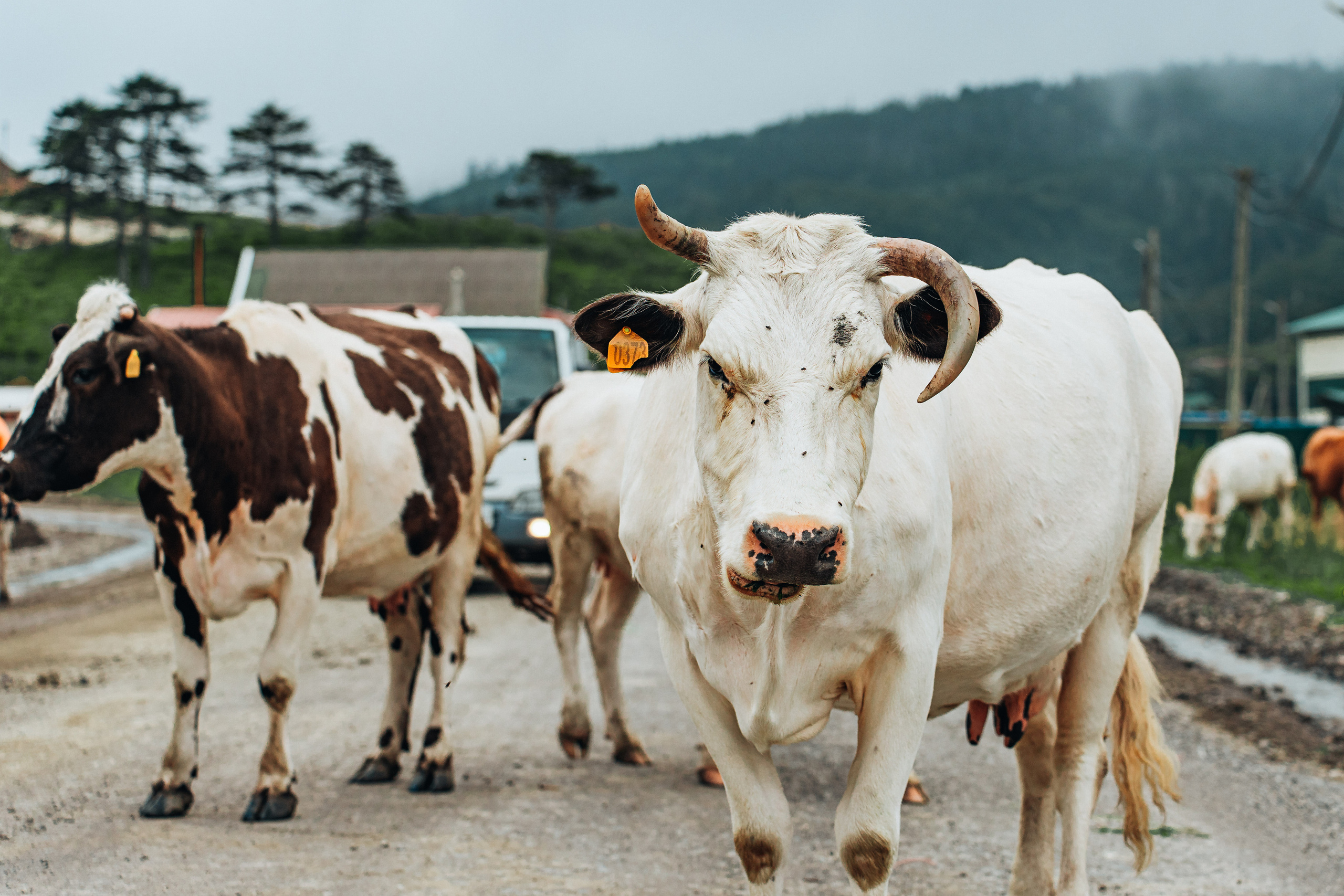 Сахалин. Event фотограф Степанова Александра
