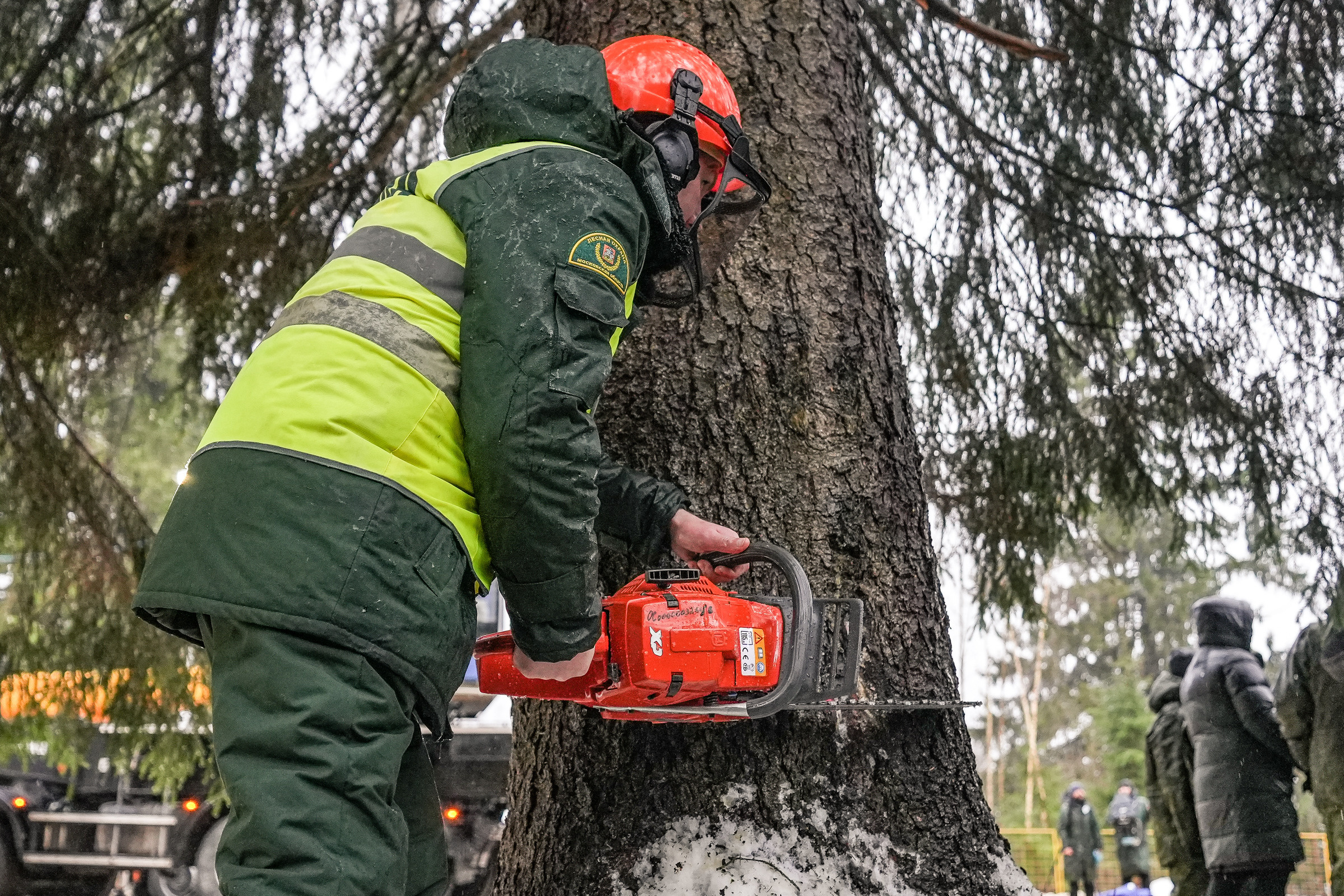 Спил Кремлевской ёлки под Волоколамском. Event фотограф Степанова Александра