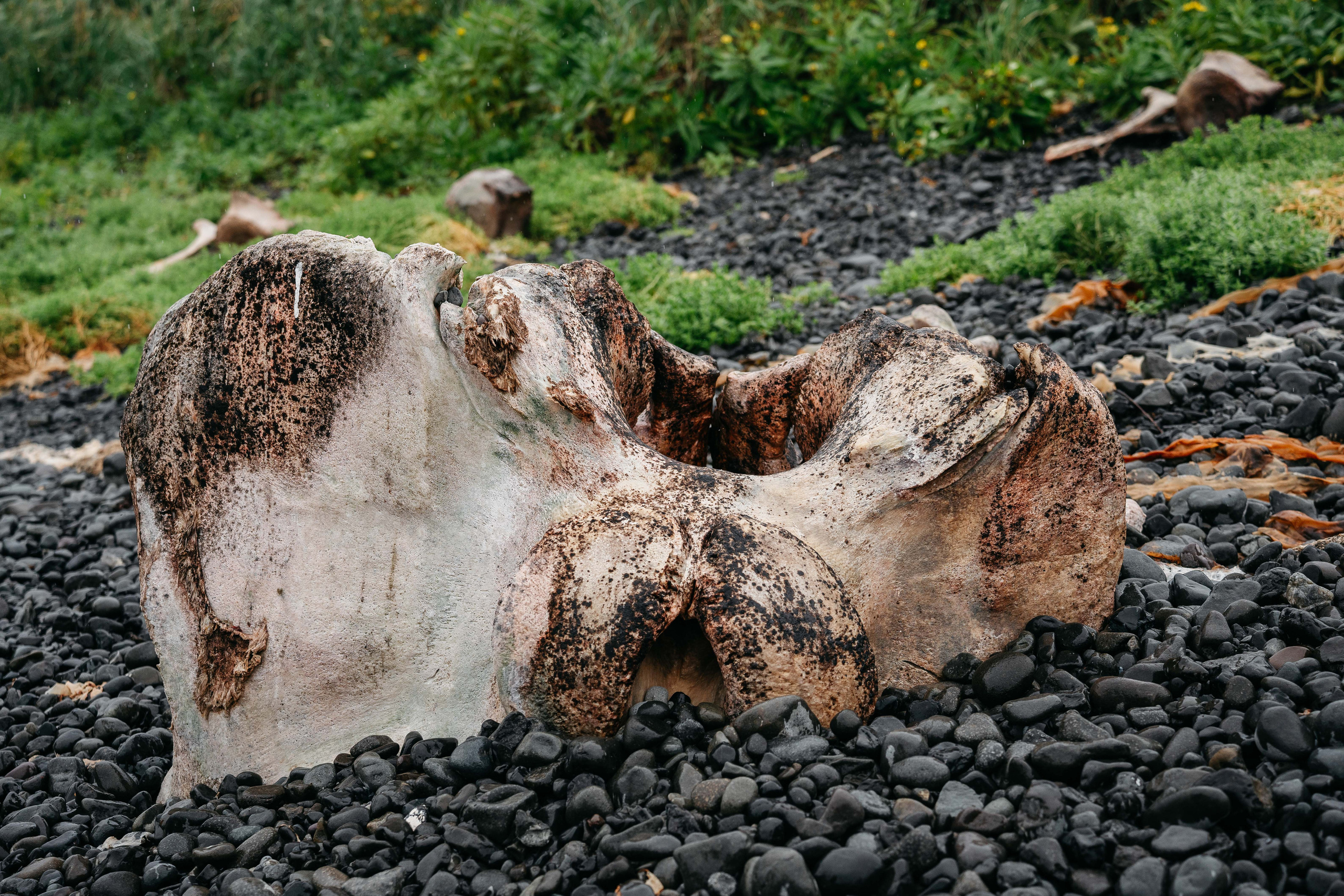 Сахалин. Event фотограф Степанова Александра