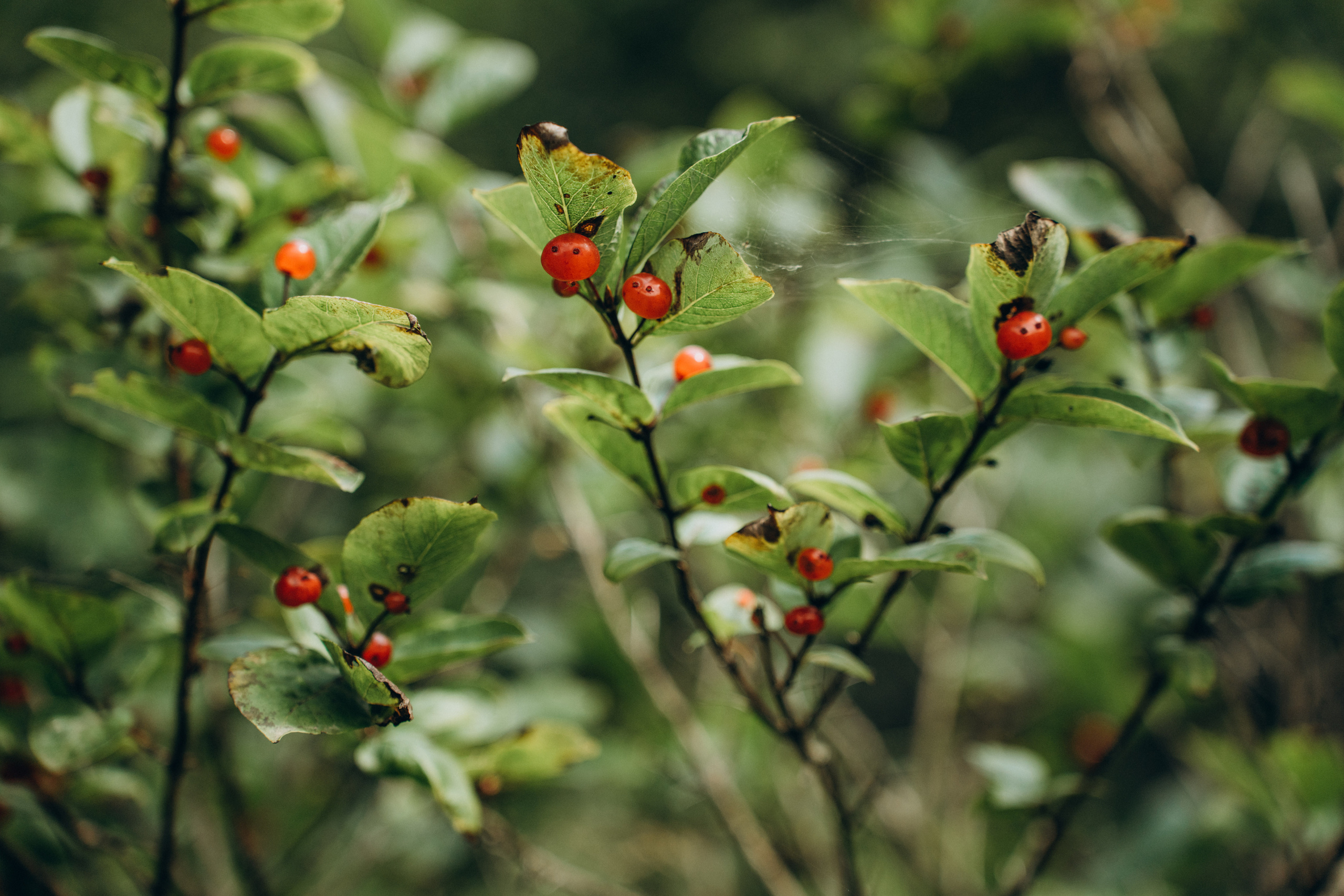 Сахалин. Event фотограф Степанова Александра