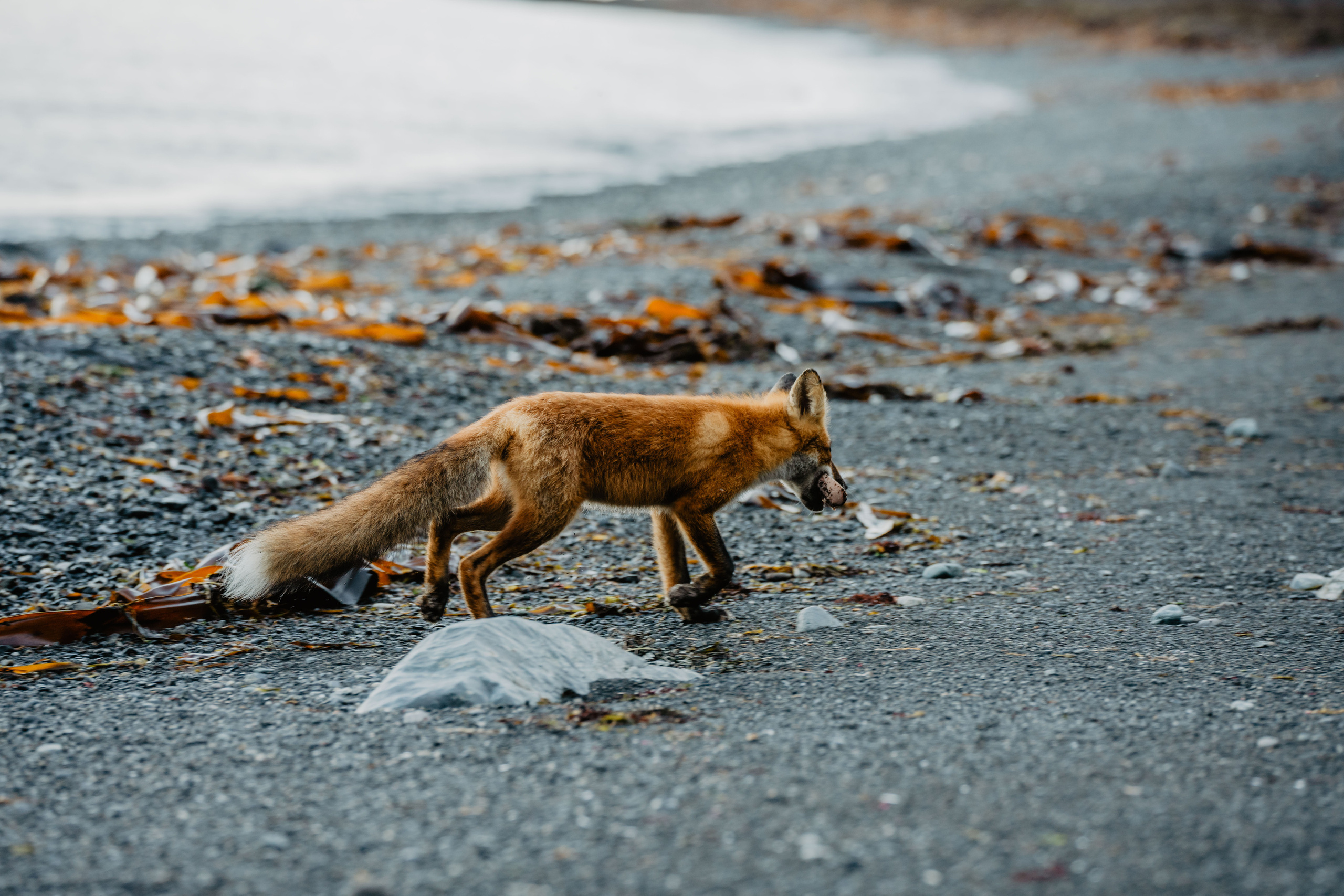 Сахалин. Event фотограф Степанова Александра