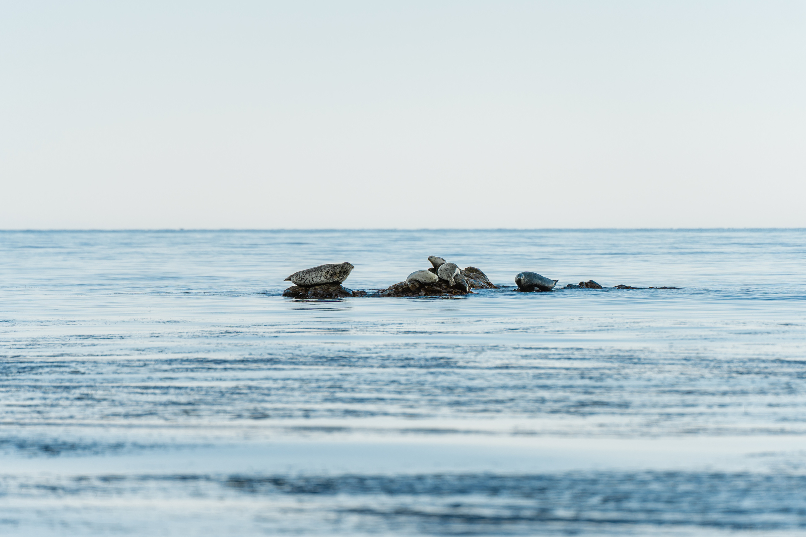 Сахалин. Event фотограф Степанова Александра