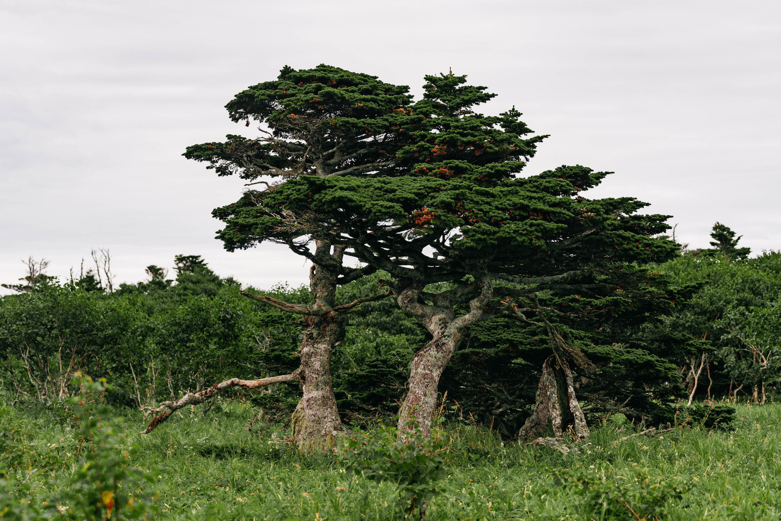 Сахалин. Event фотограф Степанова Александра