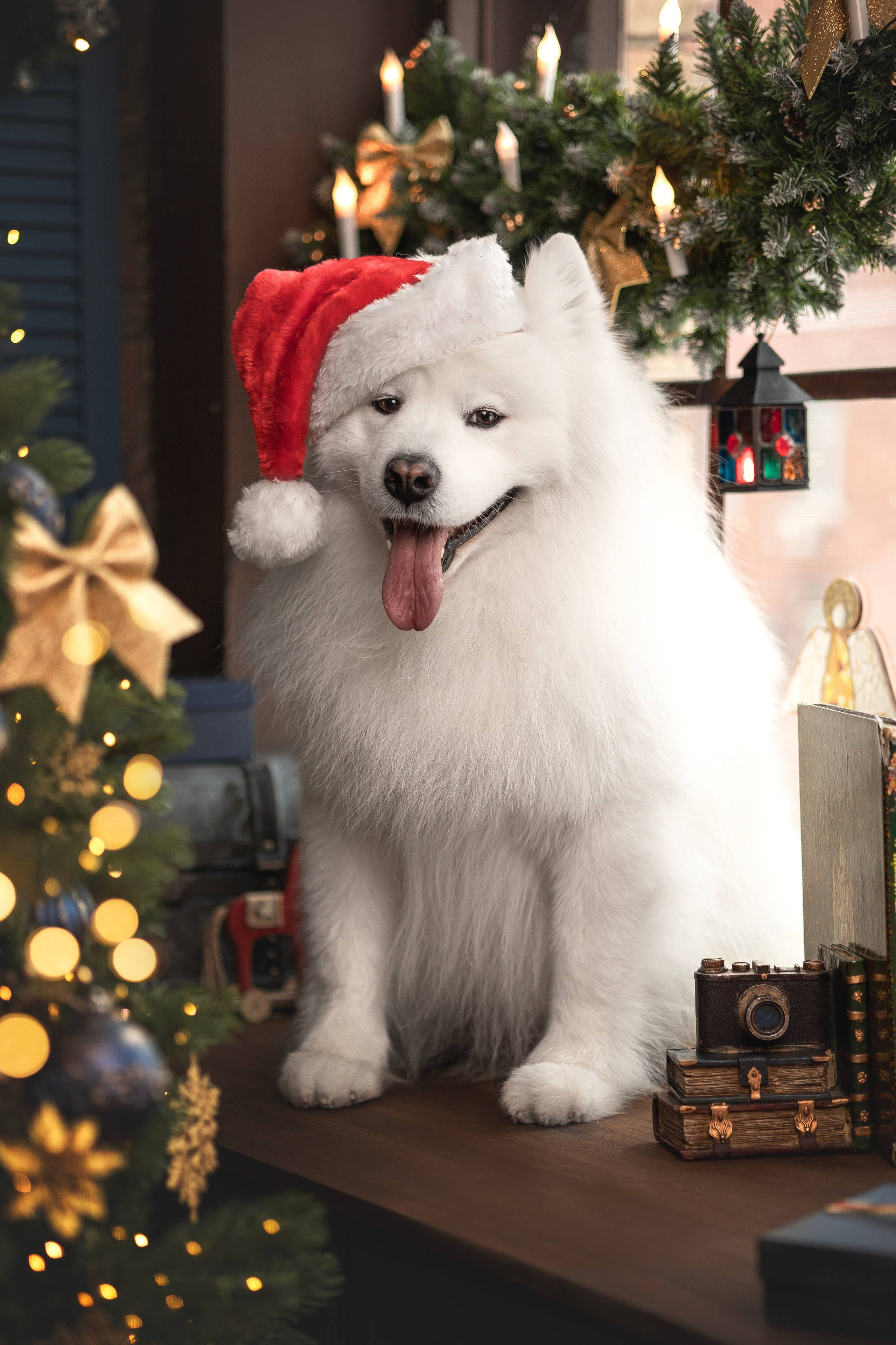 Пушистые самоедские драконы в студии. Фотограф анималист в Москве Майорова Евгения