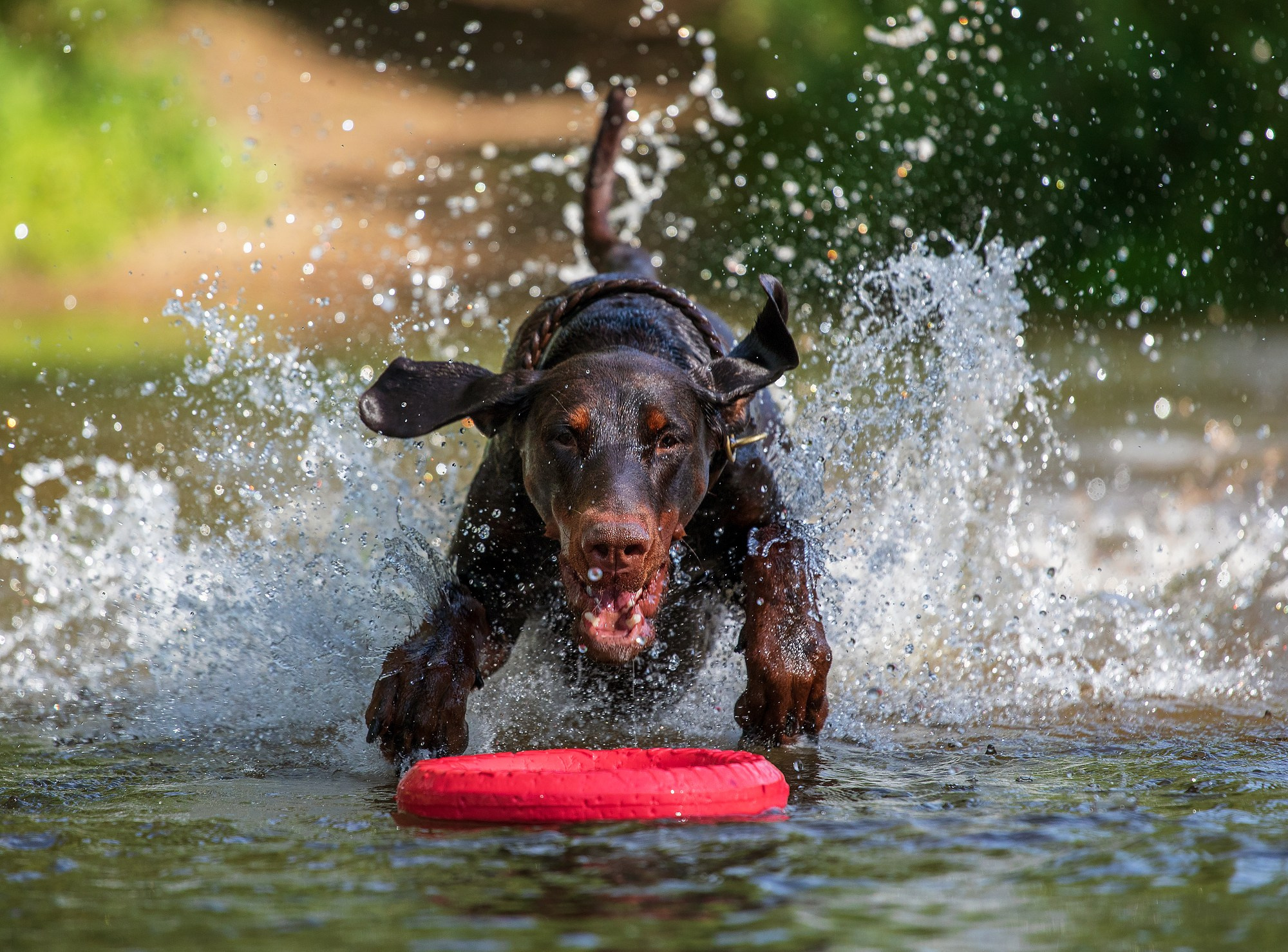 Собаки. Boldinova Yulia фотограф Москва