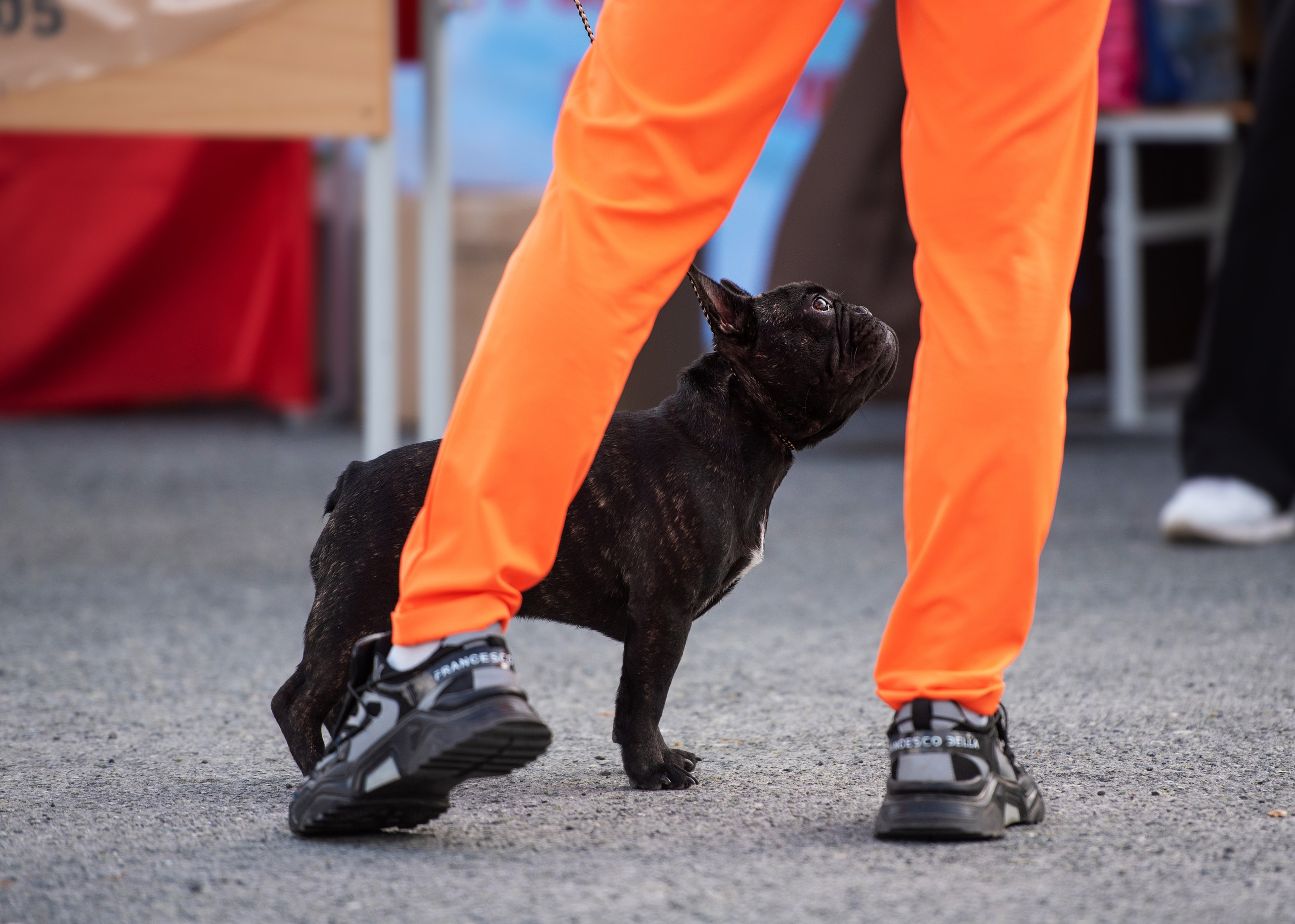 Выставка собак Тюмень 02.09.2023. Дог-фотограф в Тюмени Александра Королева
