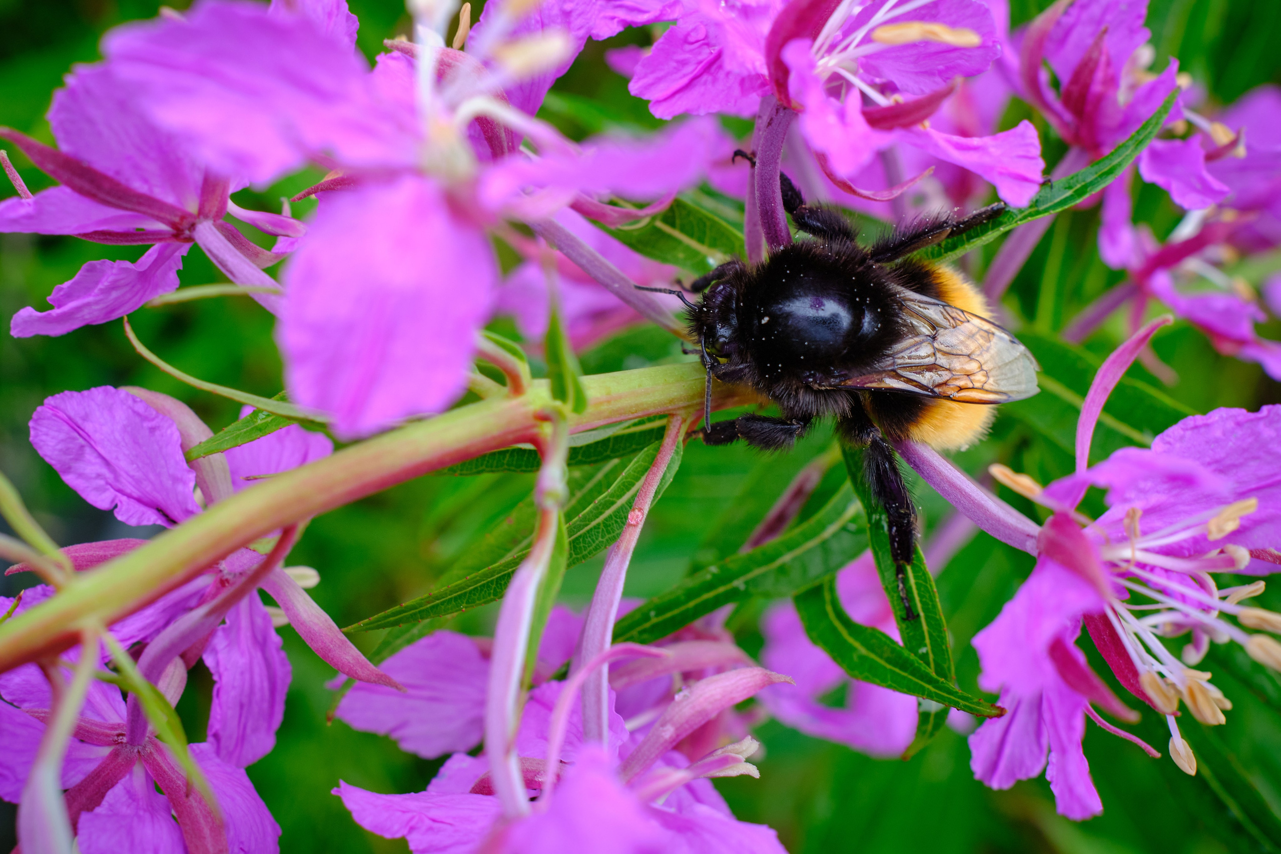 Мир растений. Пейзажи Крайнего Севера. Баренцево море, Рыбачий, Средний, Немецкий