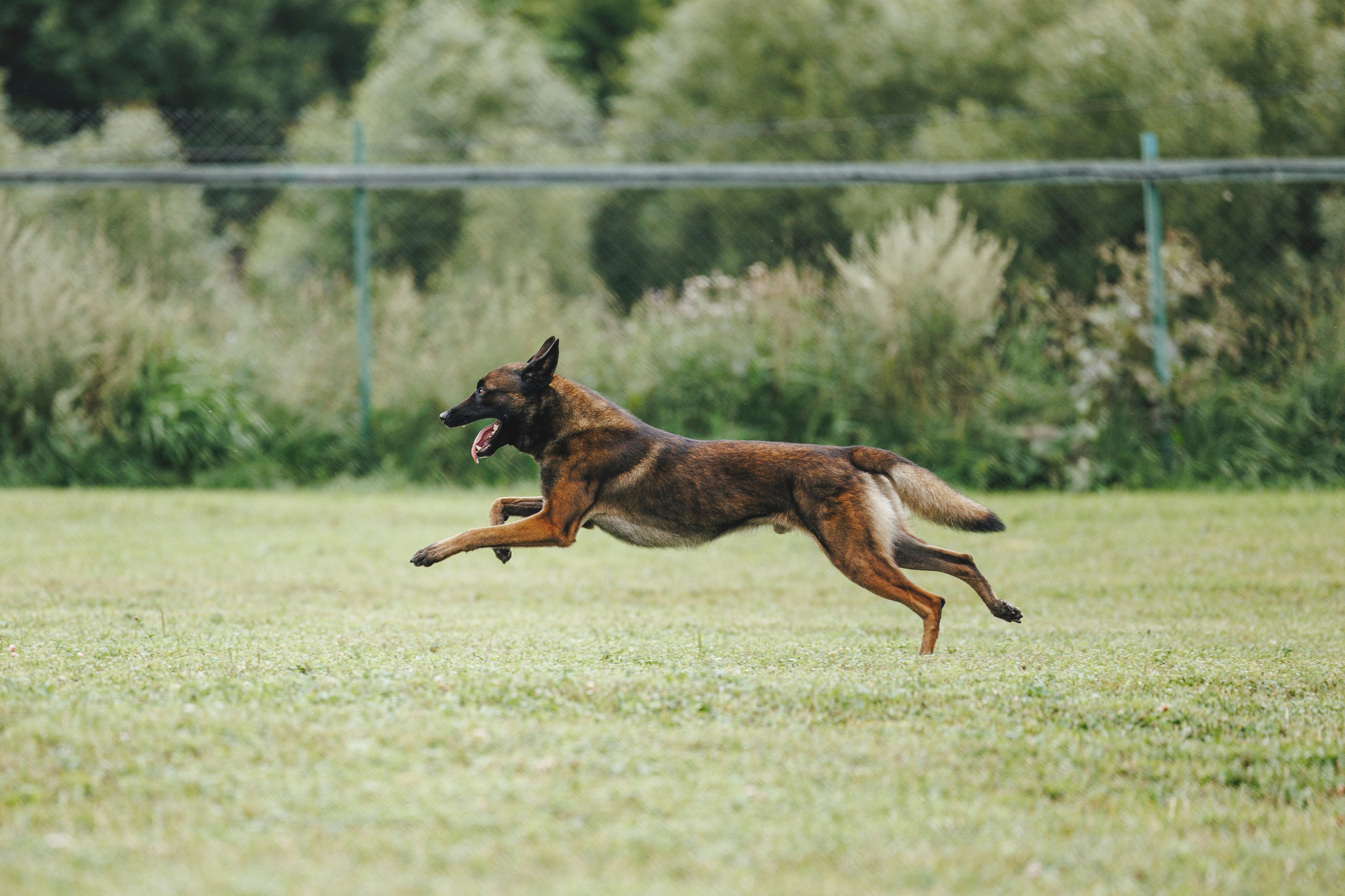 08.08.25-10.08.25 ЧР по мондьорингу г. Вологда. Фотограф-анималист Анна Маринич
