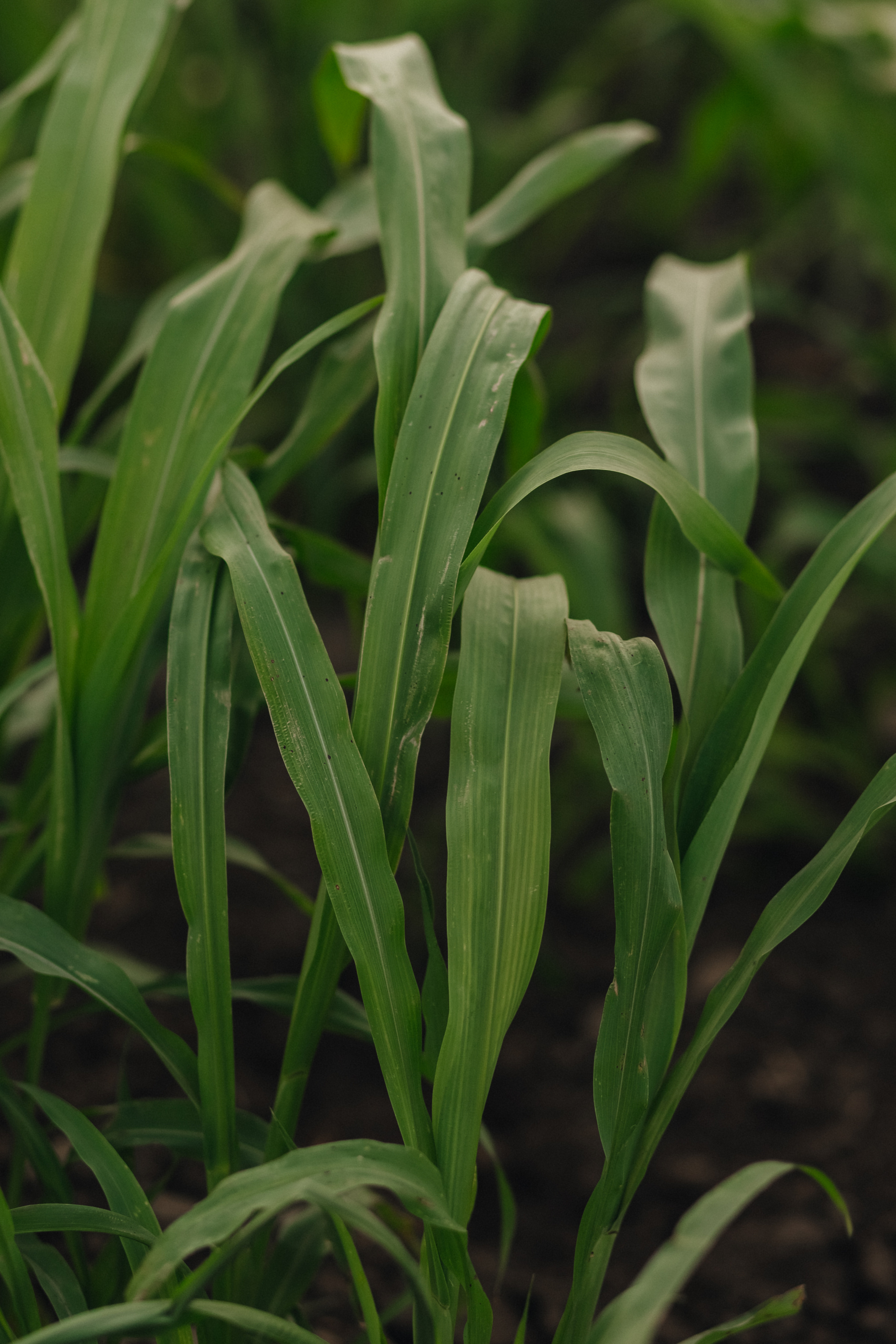 В полях. Фотограф Катя Весна