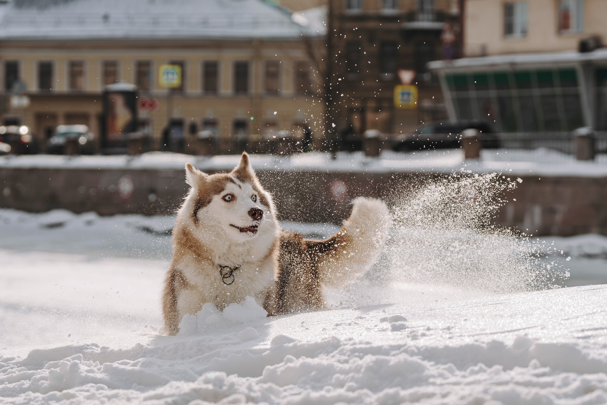 Мария и Амелия. Фотограф анималист в Спб недорого Олеся Майорова