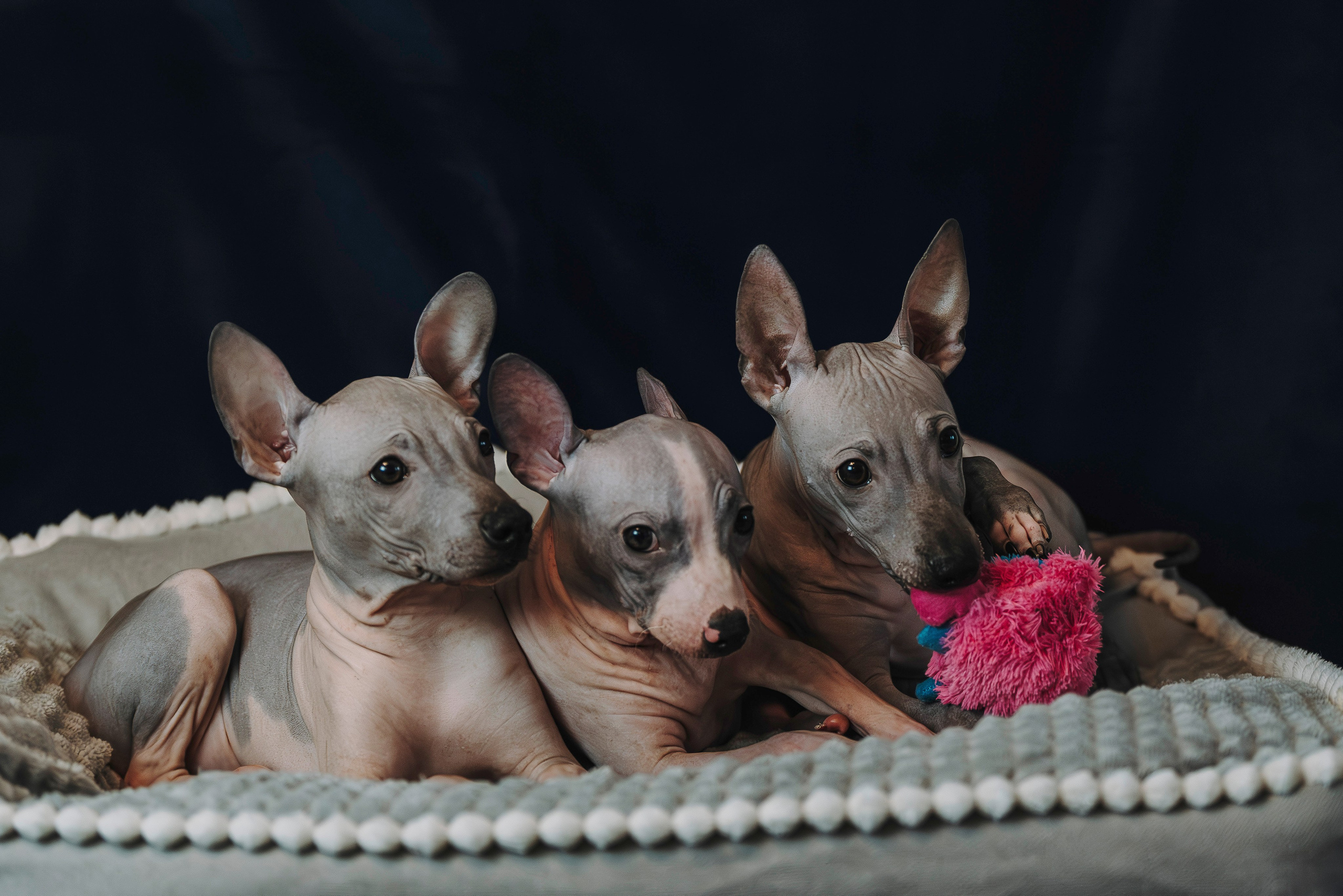 Малыши американского голого терьера. Фотограф анималист в Спб недорого Олеся Майорова